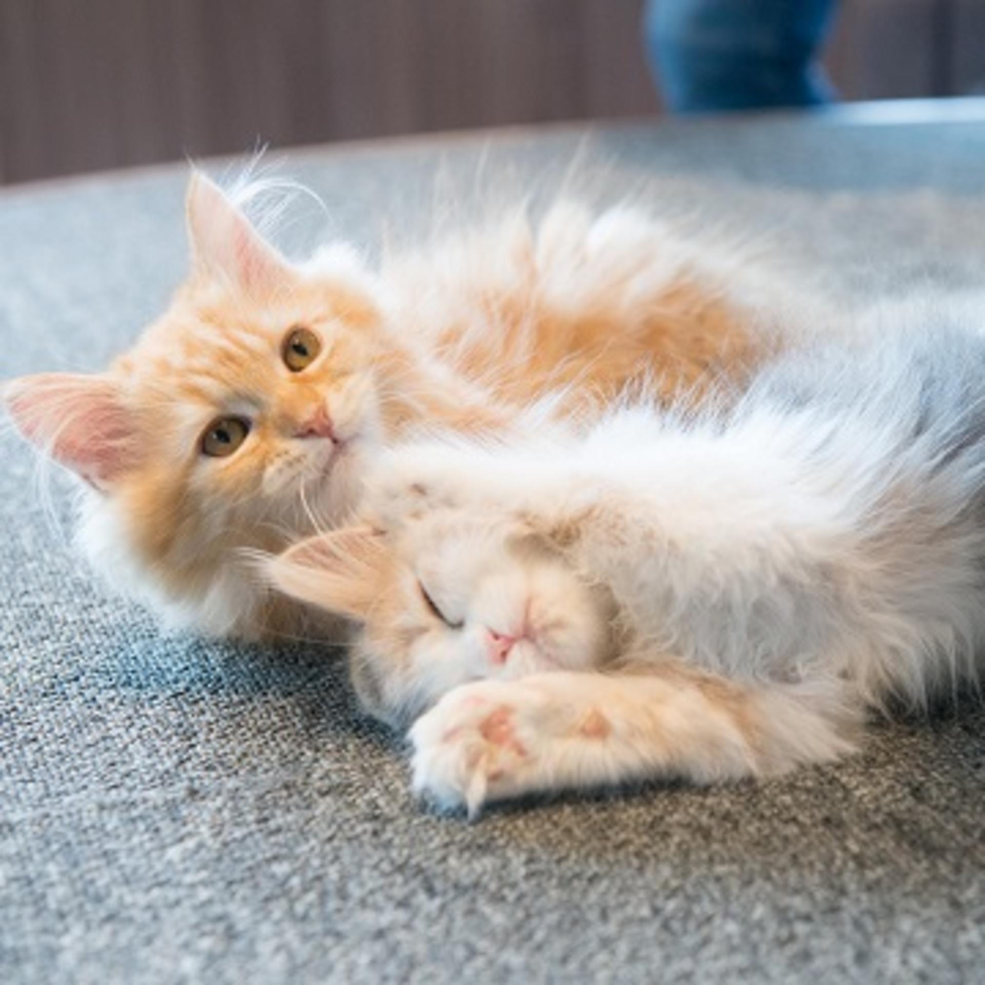 Cat Cafe MOCHA  (Shibuya Center-gai) - Thumbnail 3