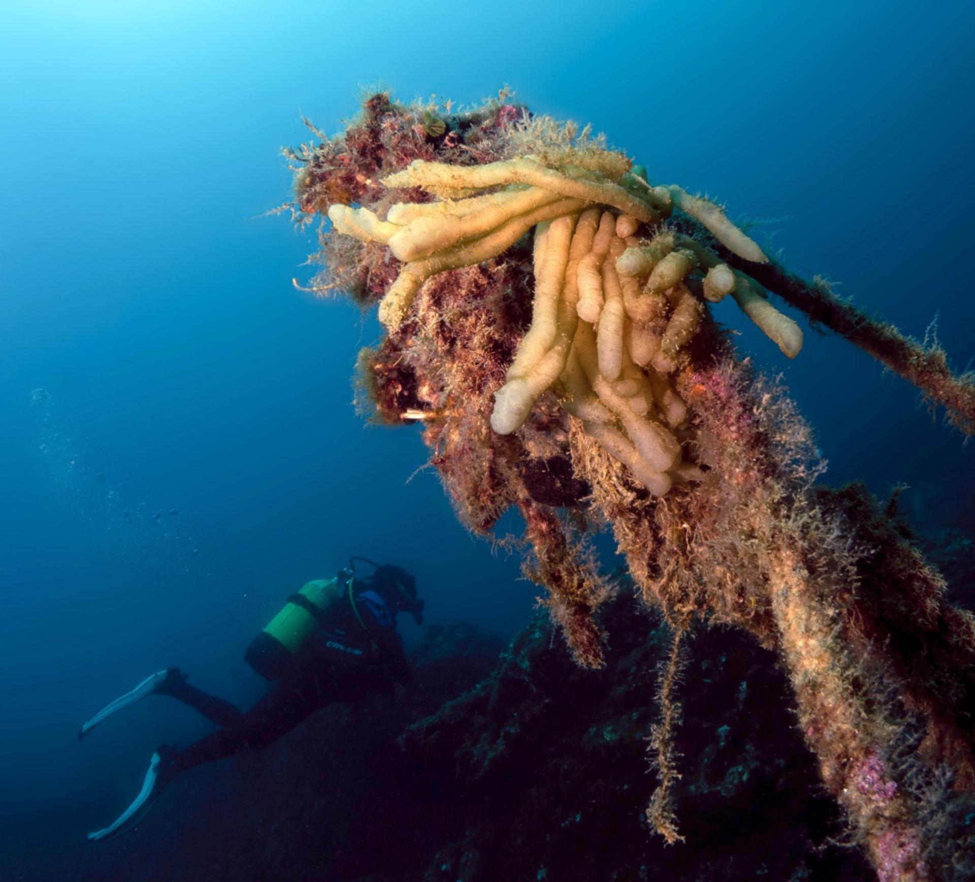 Aquatic Mastery: Advanced Course in Catania with PADI 5* Dive Center - Thumbnail 3