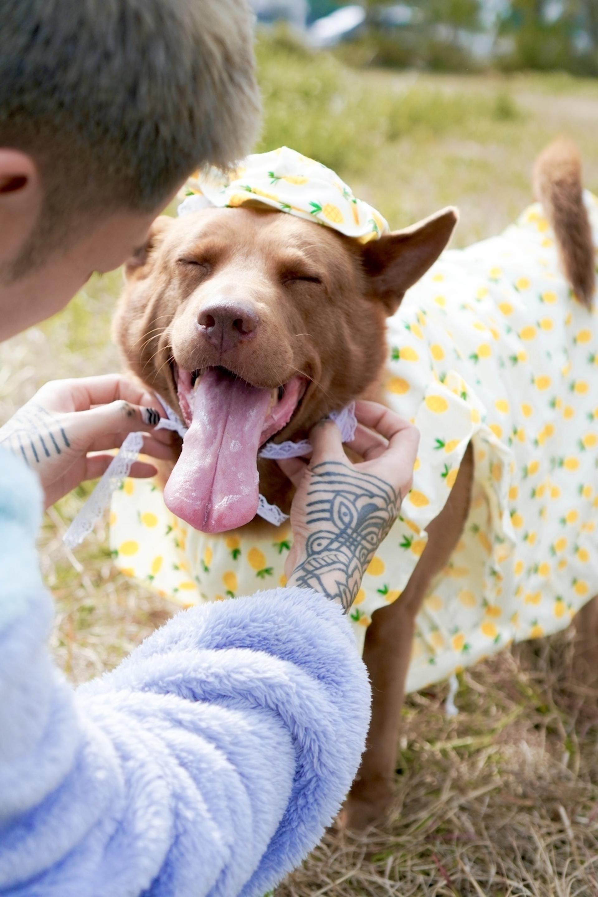 Kate.jpggg - Pet Photography (Custom Location - 2-Hour Shoot) - Thumbnail 5
