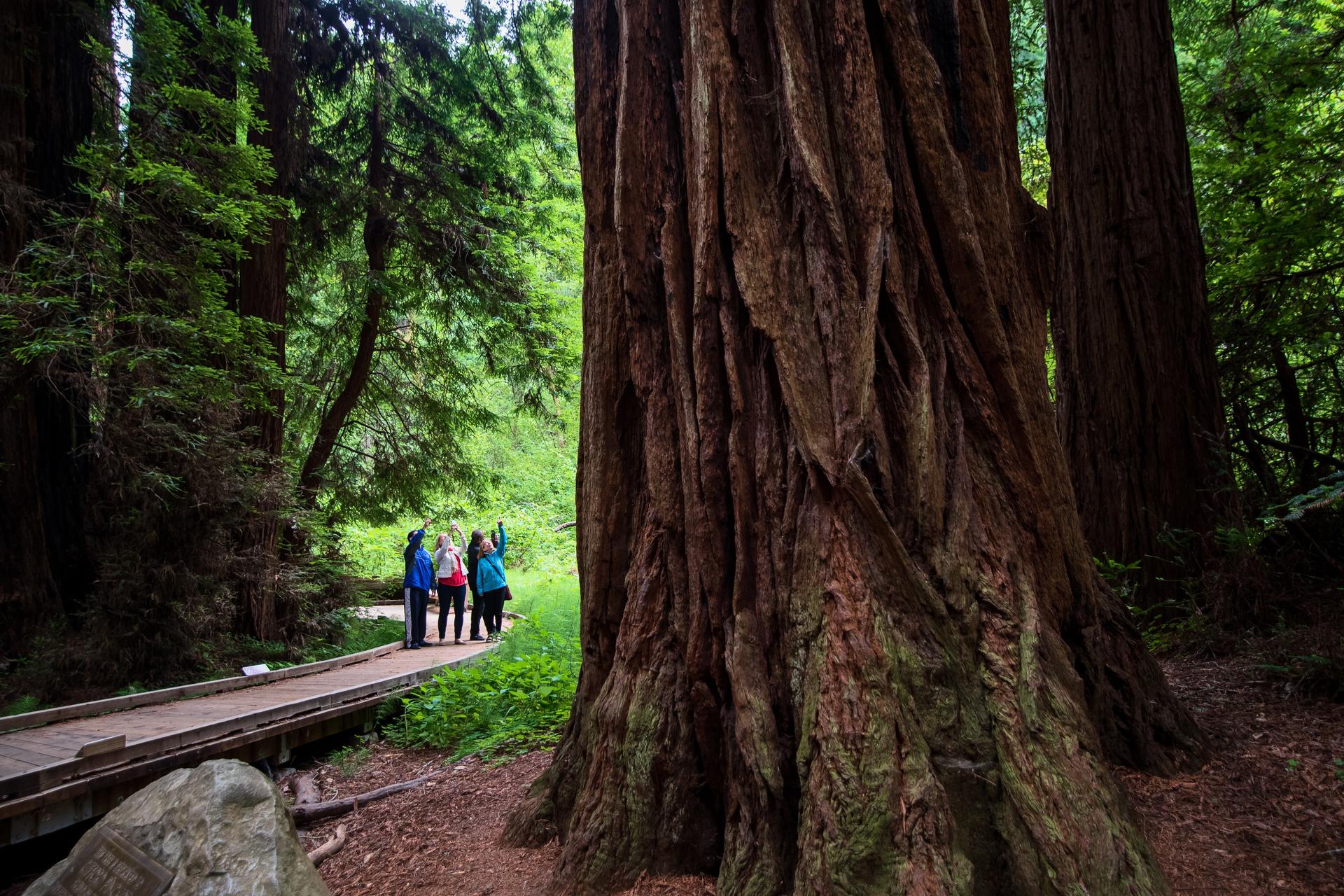 Redwoods and California Wine Country Tour from San Francisco - Thumbnail 22