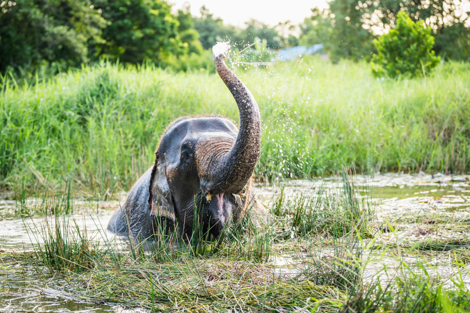 Love Elephant Sanctuary Bangkok Experience - Thumbnail 5