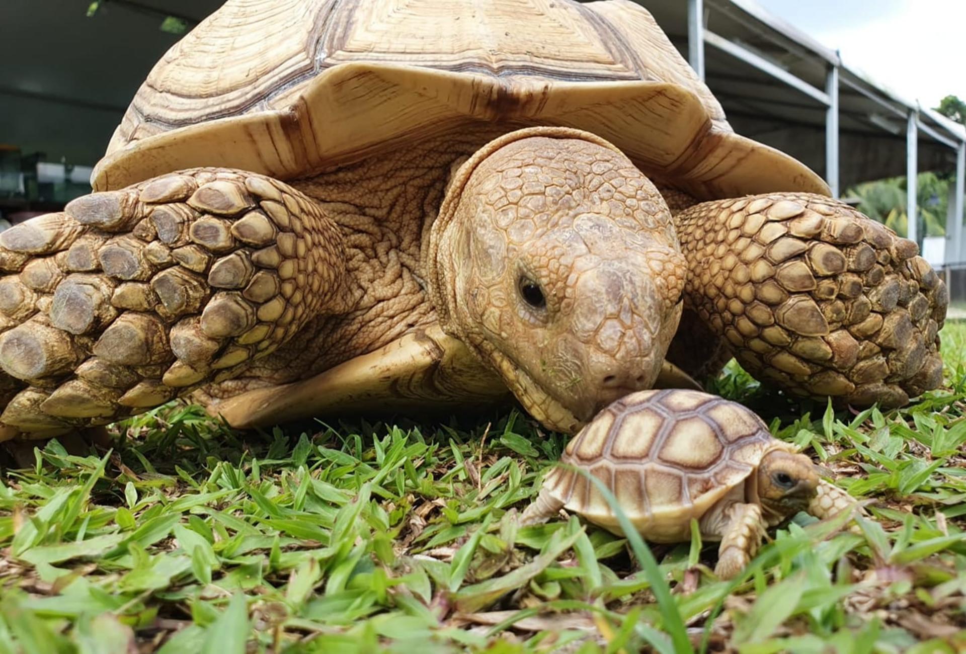 Live Turtle Museum Tickets in Singapore - Image 1
