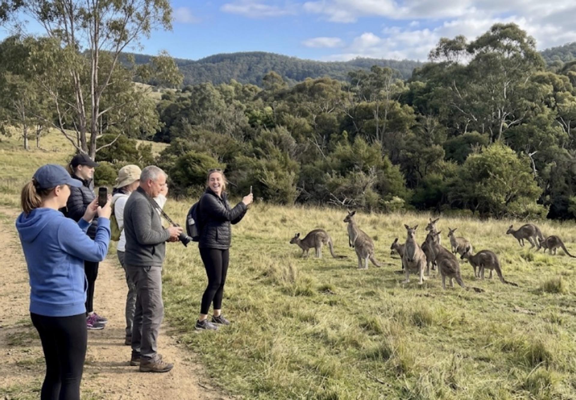 Yarra Valley Foodies Tour with Chandon, Cheese & Kangaroo Safari - Thumbnail 2