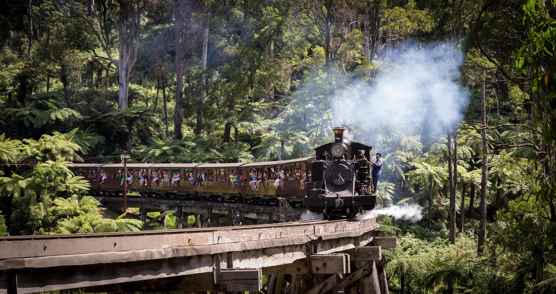 Puffing Billy Rainforest Guided Tour - Thumbnail 5