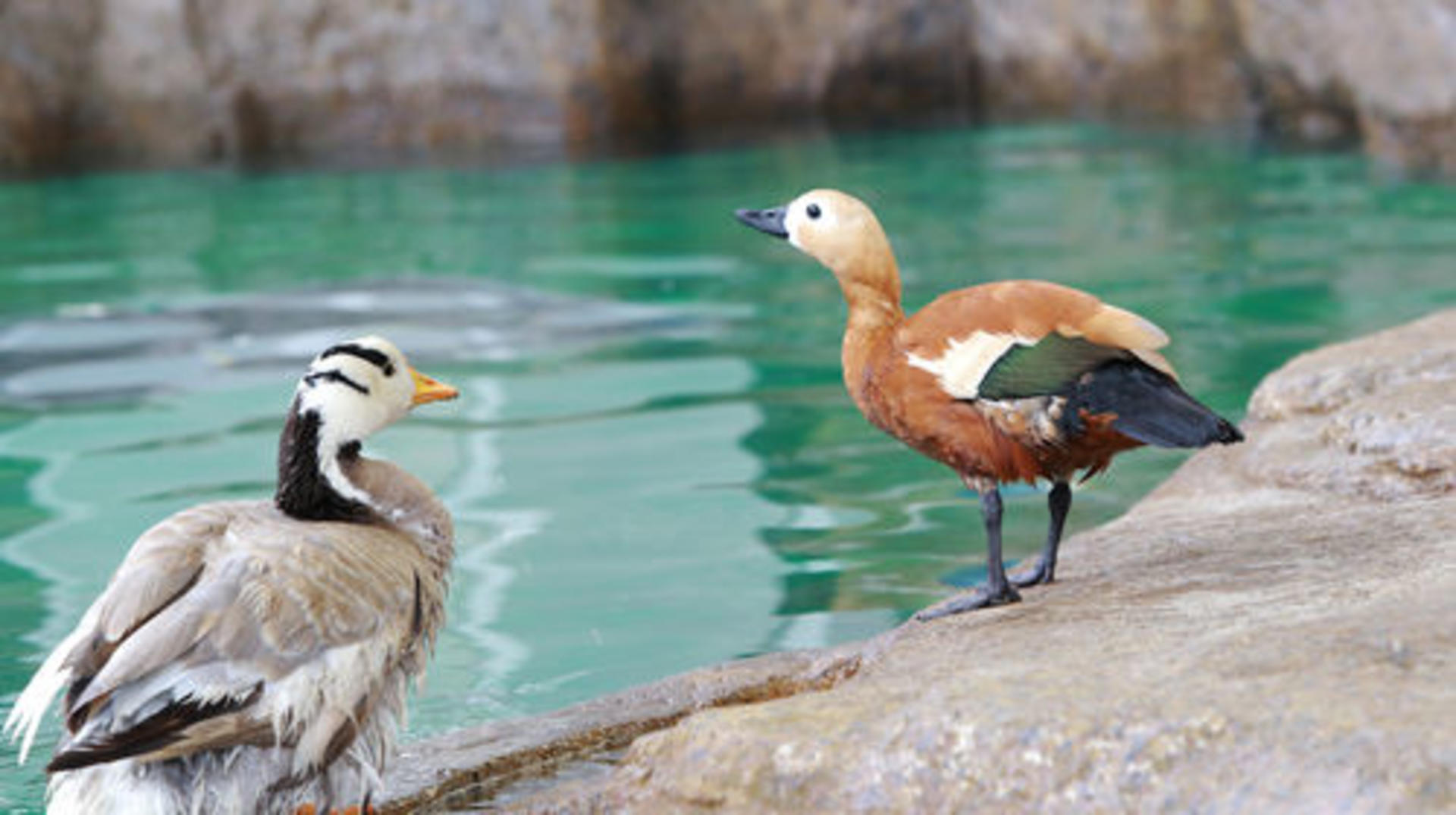 Chengdu Polar Ocean Park - Thumbnail 3