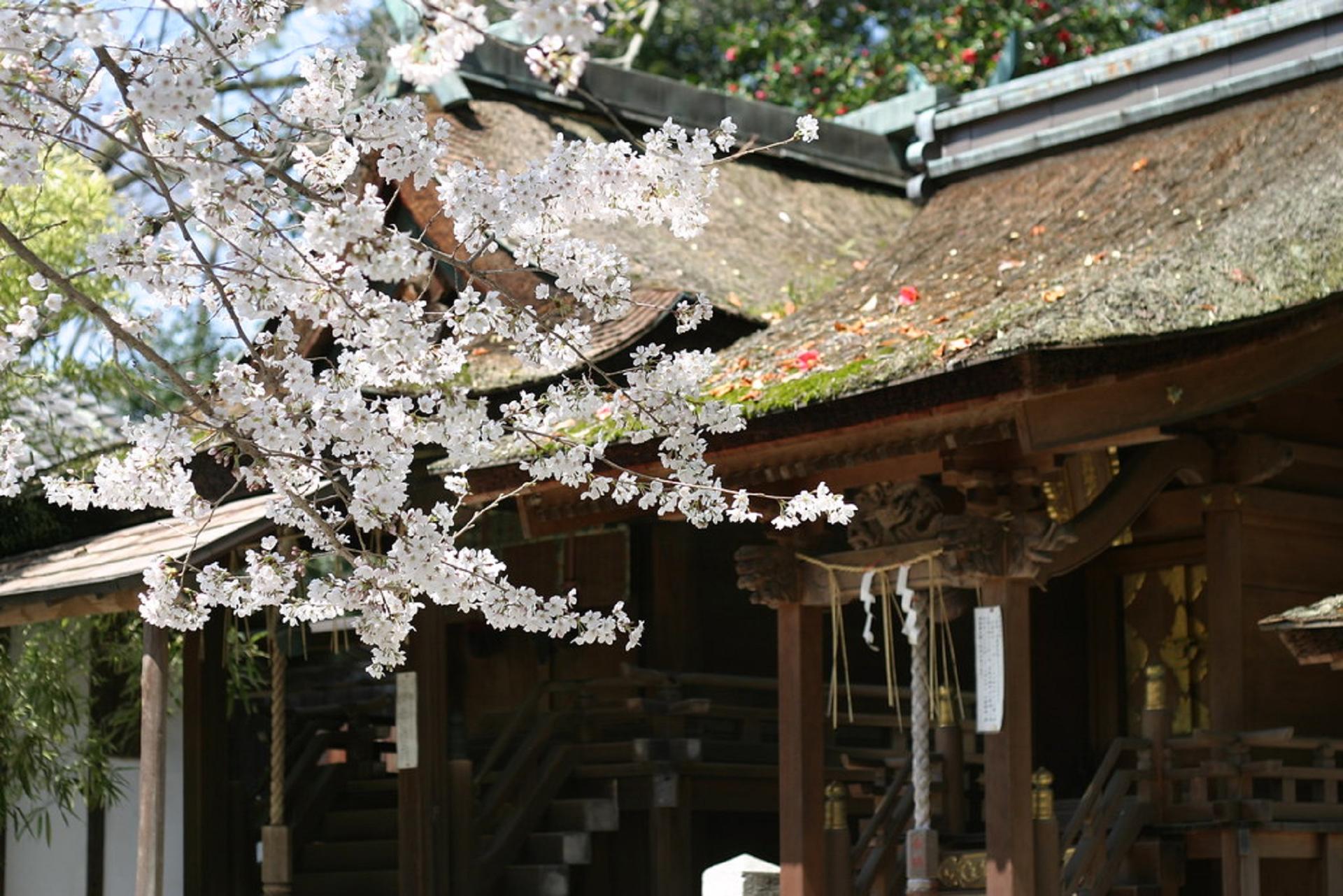 Kyoto Imperial Palace & Nijo Castle Small Group Guided Walking Tour  - Thumbnail 16