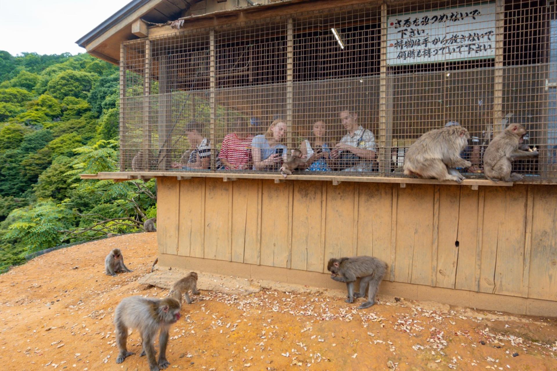 Kyoto: Arashiyama Unveiled – Bamboo, Temple, Matcha, Monkeys - Thumbnail 7
