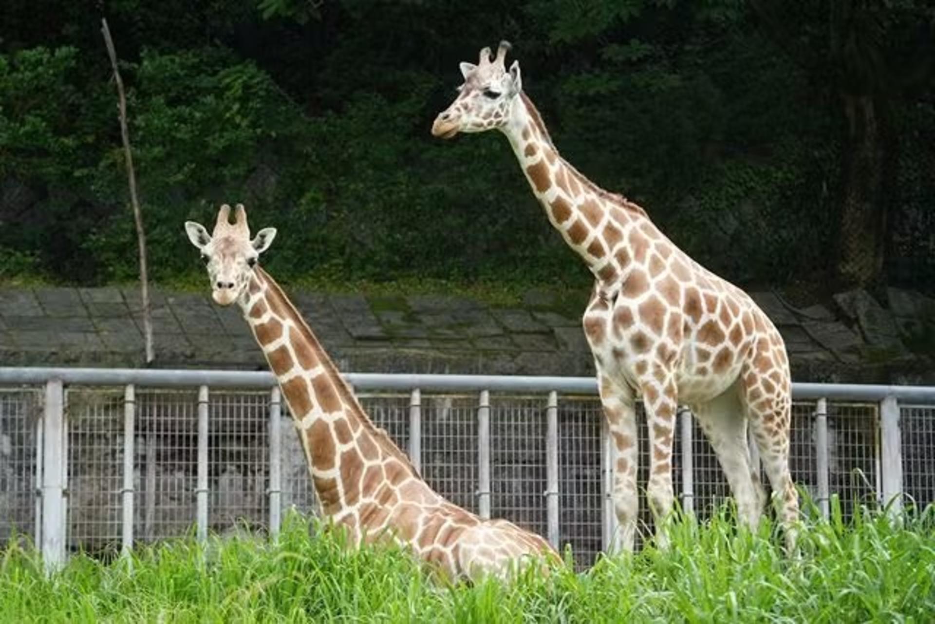 Nagoya-City Higashiyama Zoo and Botanical Gardens - Thumbnail 22