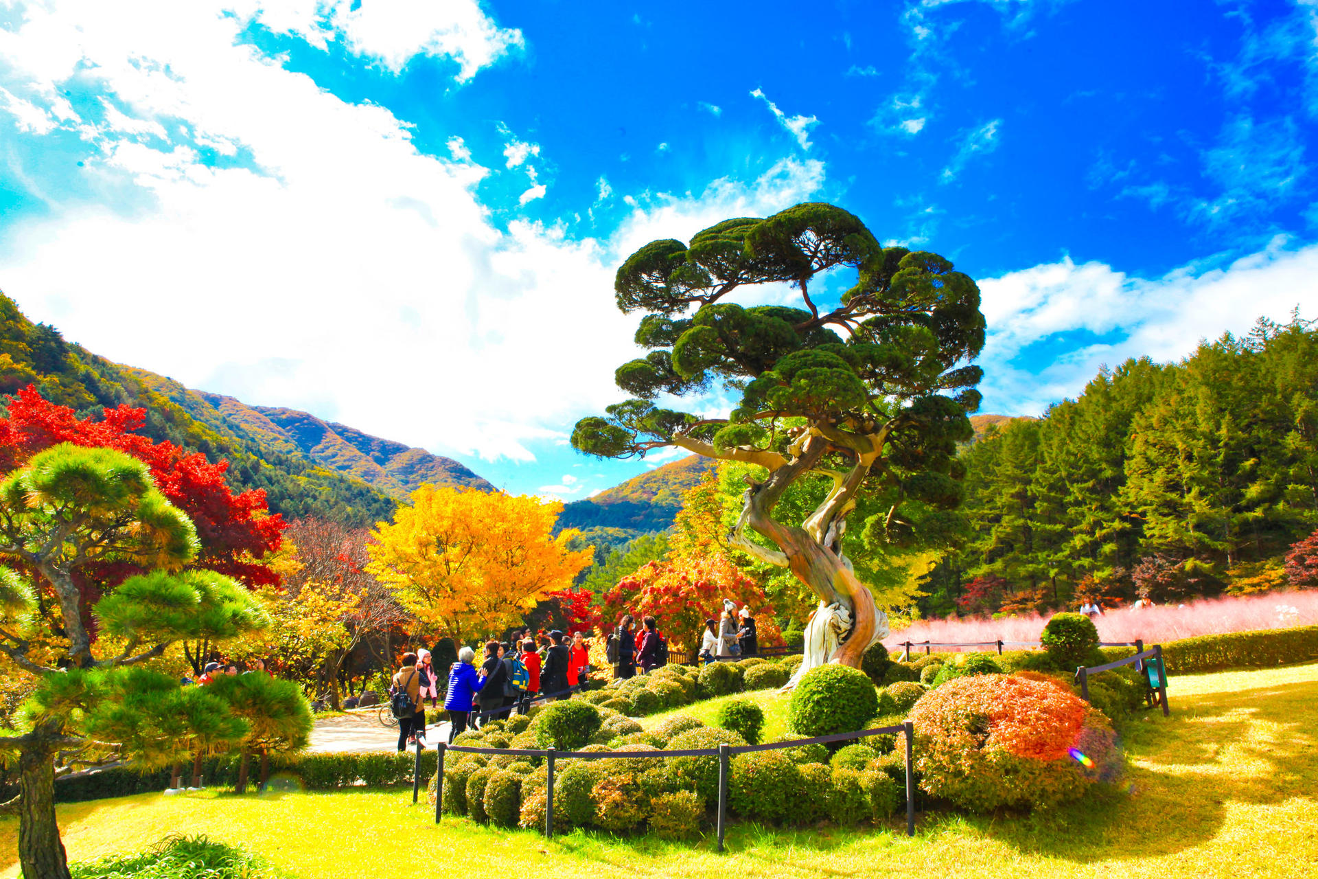 9-Hour Private Car Charter to Nami Island Suburb / Alpaca World from Seoul - Thumbnail 18