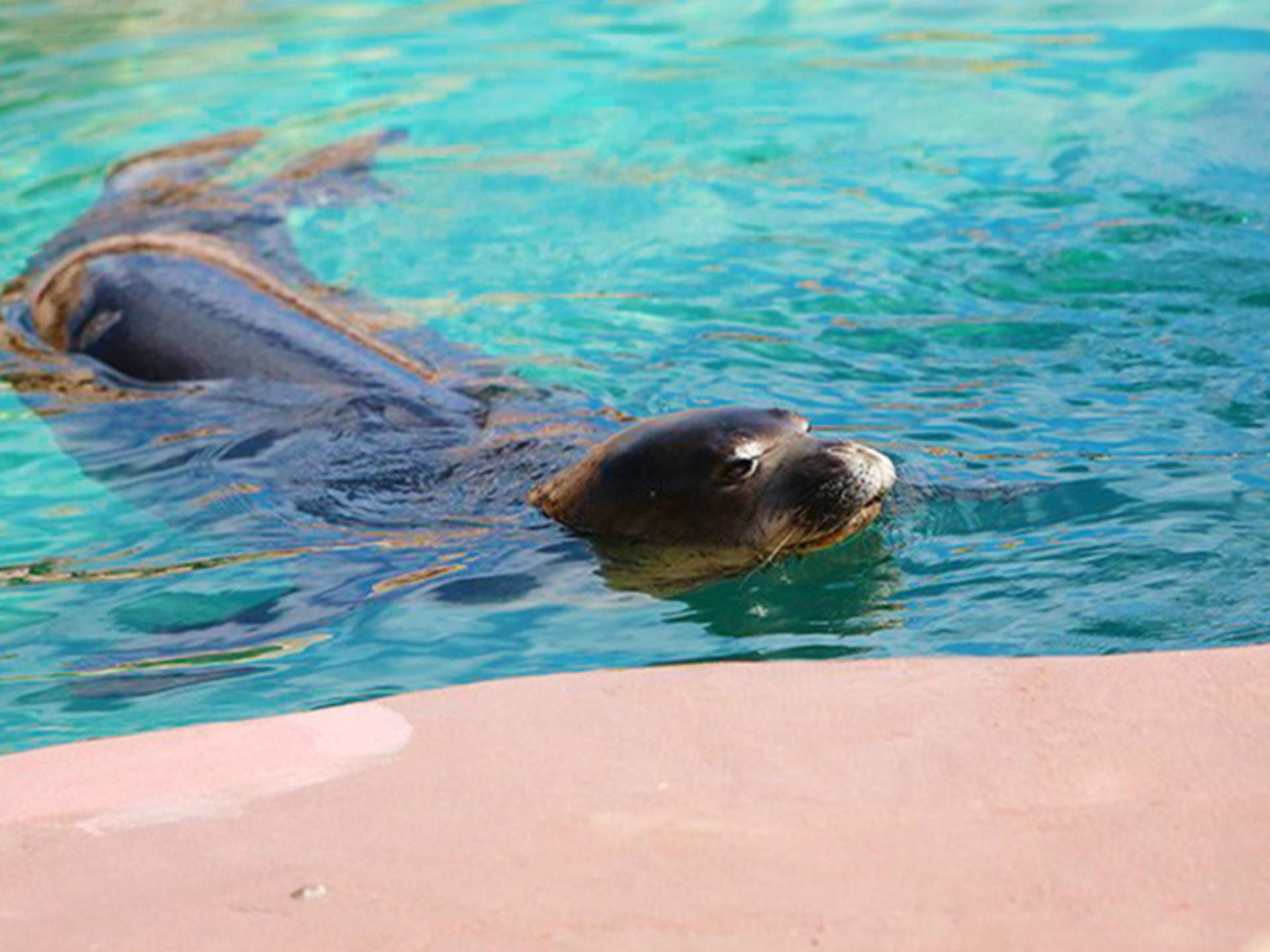 Sea Life Park Hawaii Ticket - Thumbnail 6
