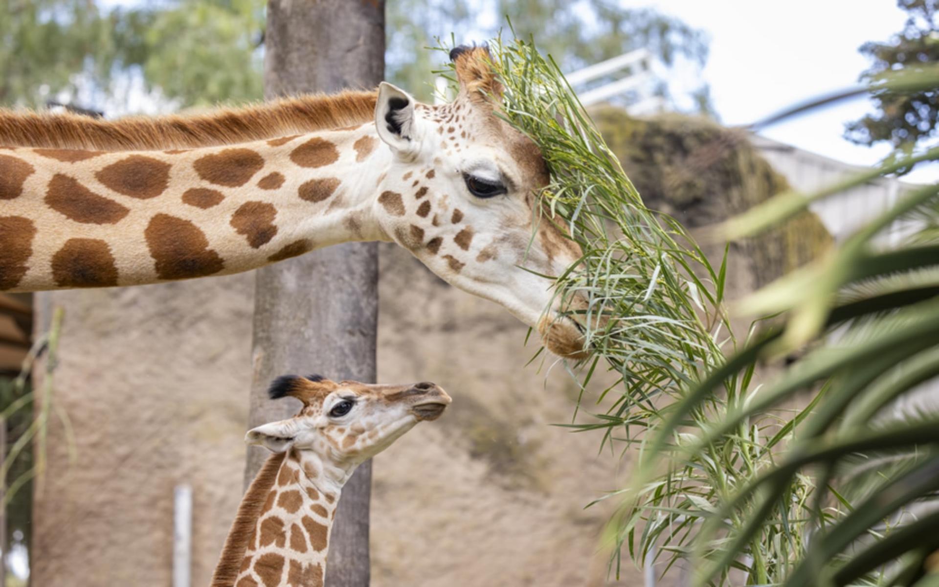 Melbourne Zoo Ticket  - Thumbnail 3