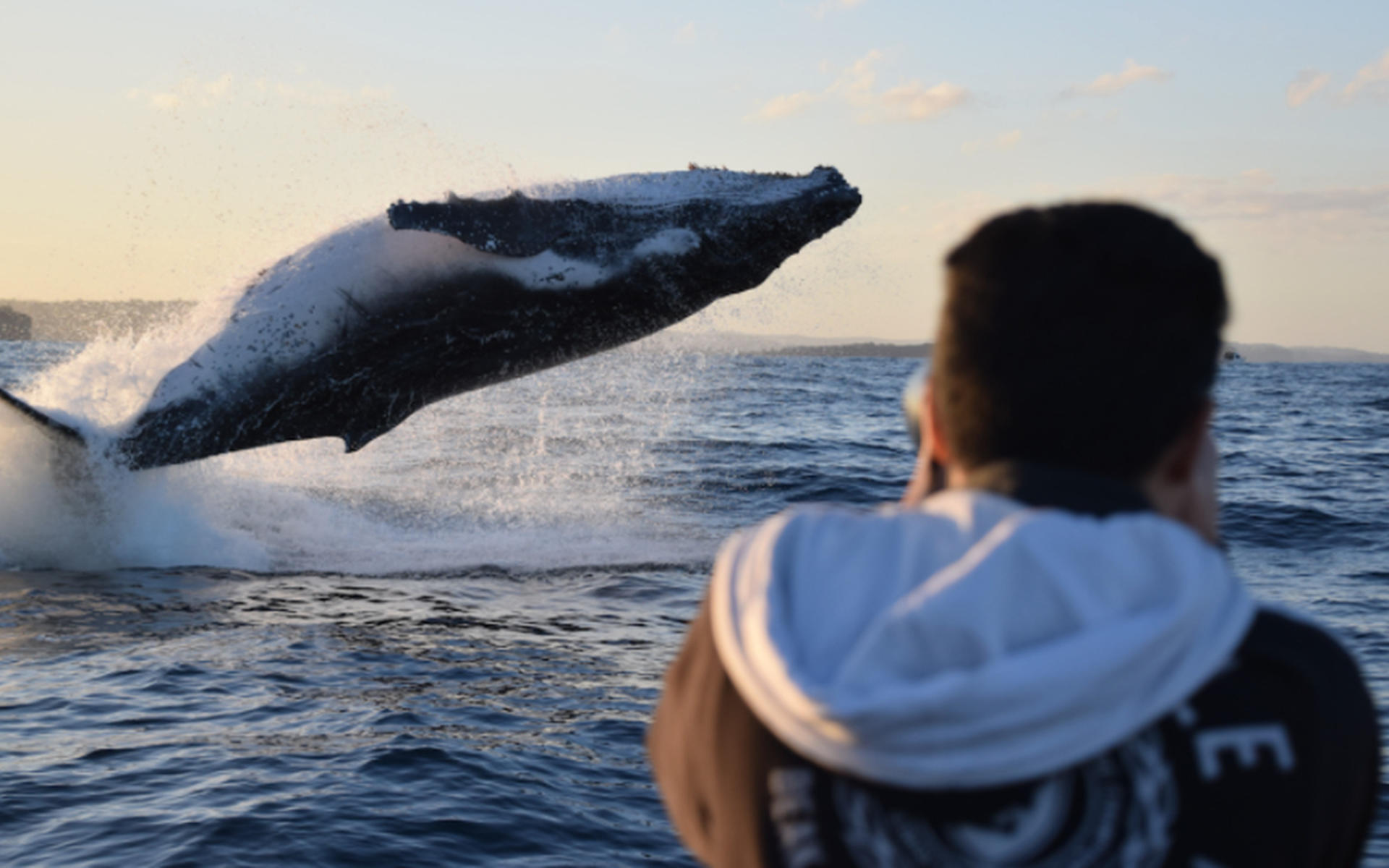 Whale Watching in Circular Quay - Thumbnail 6