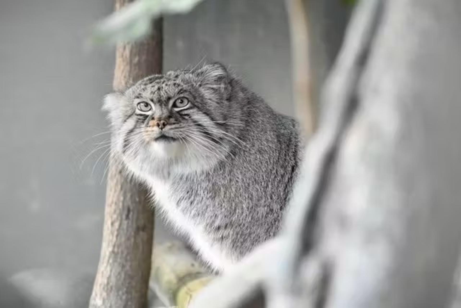 Nagoya-City Higashiyama Zoo and Botanical Gardens - Thumbnail 15
