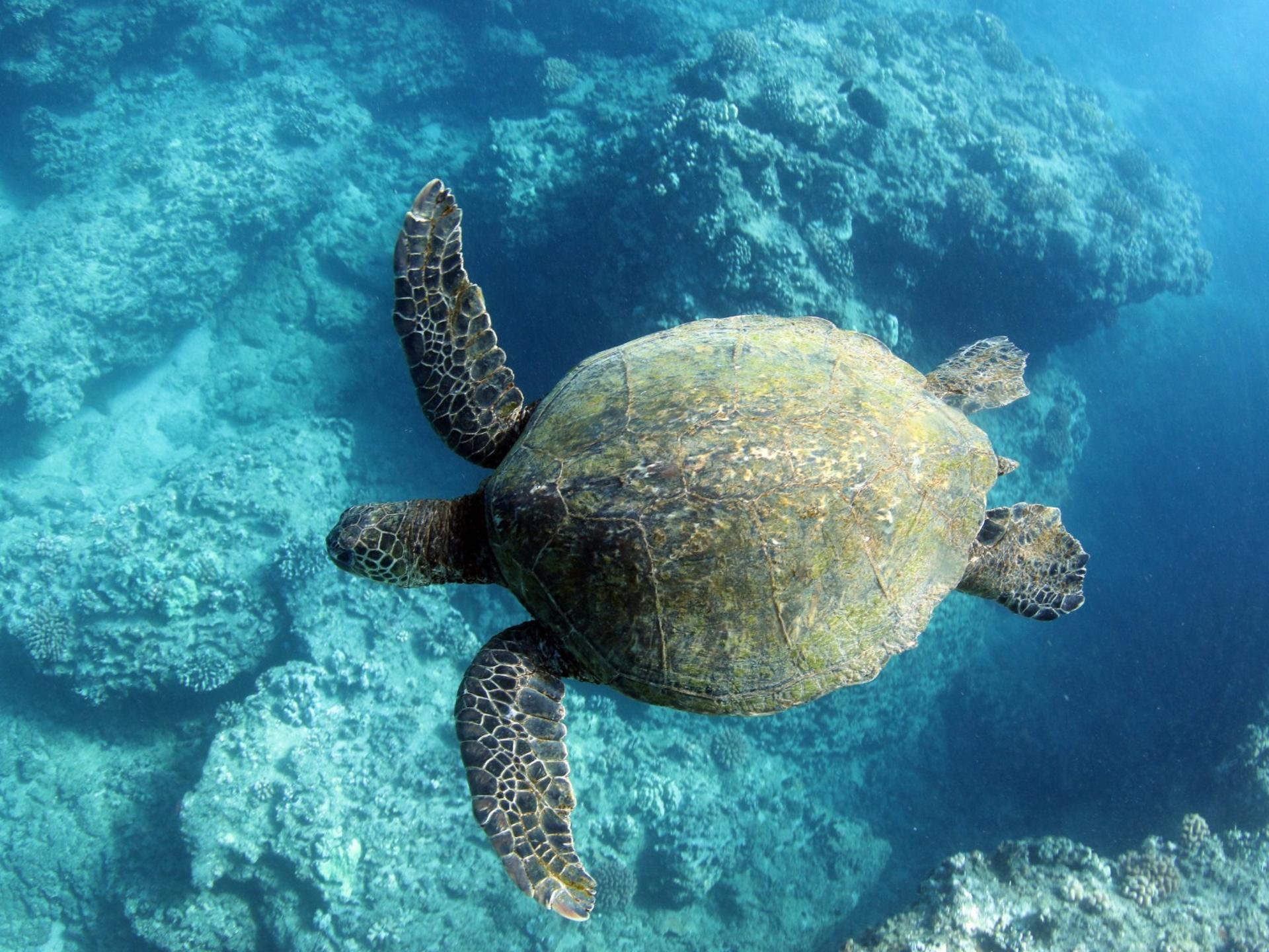Zipline & Dolphin Watching Snorkel Adventure in Oahu - Thumbnail 8
