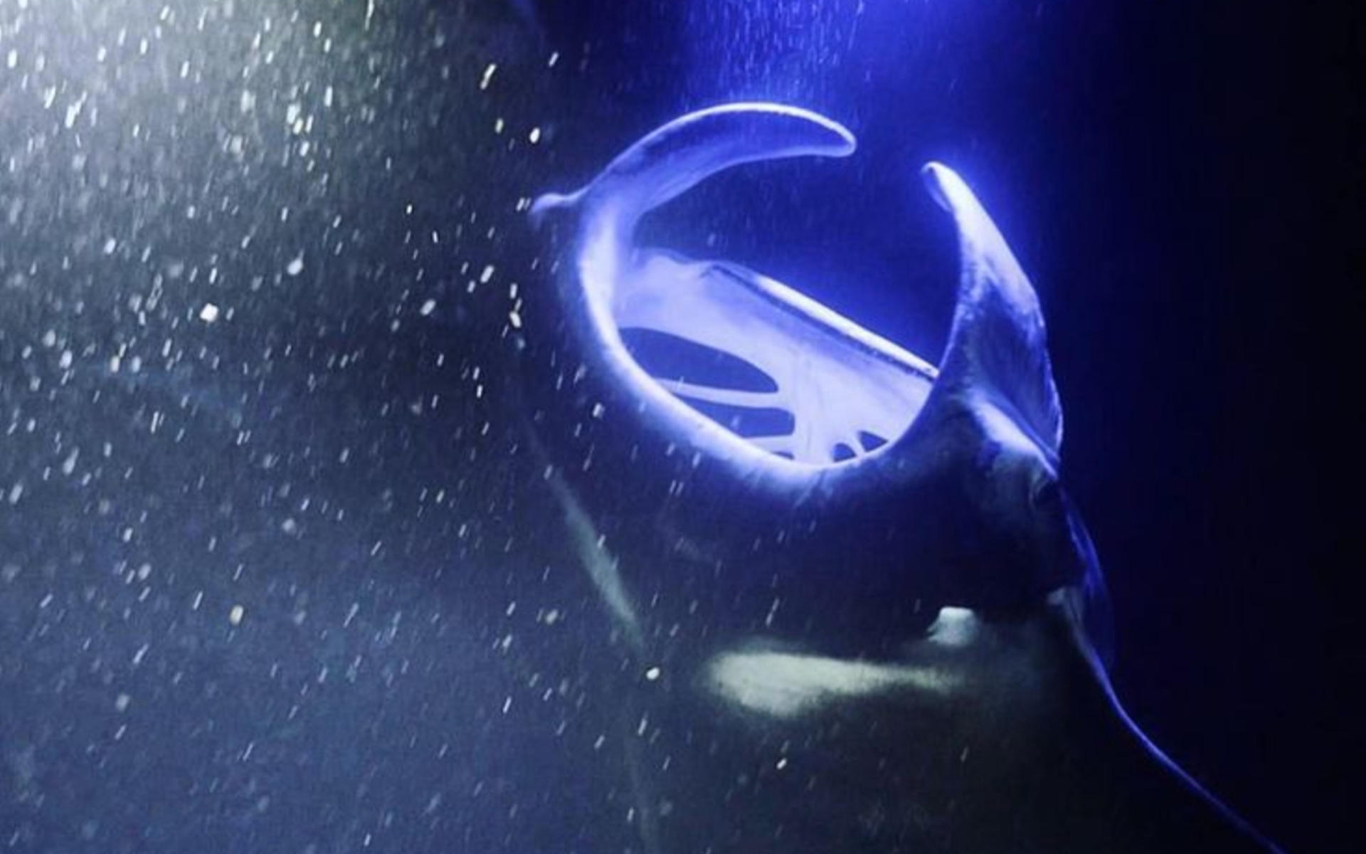 Manta Ray Snorkeling Experience in Kona - Thumbnail 4