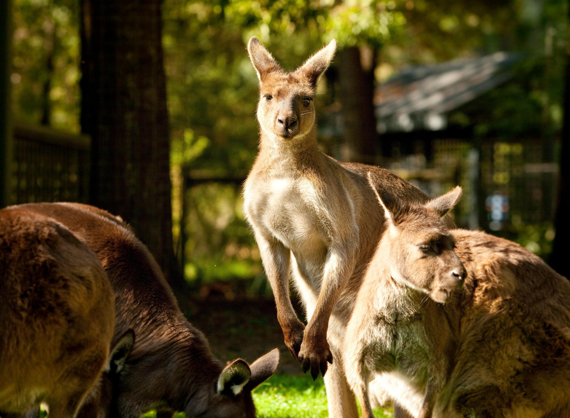 Yarra Valley Wildlife & Wine Day Tour - Thumbnail 3