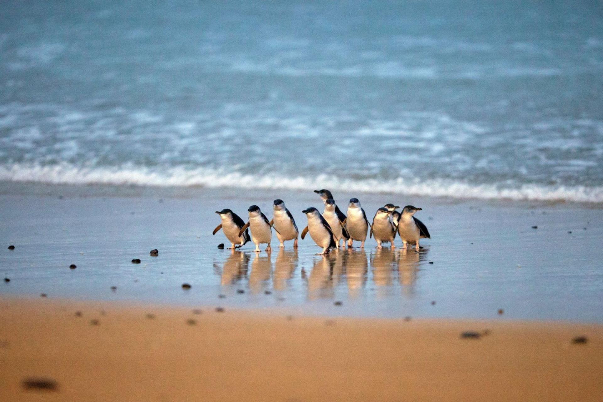 Phillip Island and Brighton Beach Boxes Private Tour from Melbourne - Thumbnail 21