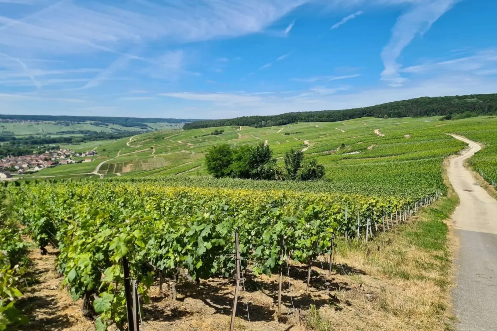 Champagne Full-Day Small Group Tour with Wine Tasting - Thumbnail 4