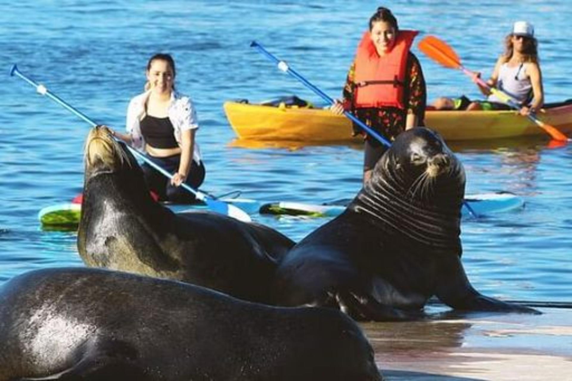 Kayak or Paddleboard with Sea Lions Experience in Marina del Rey - Image 1