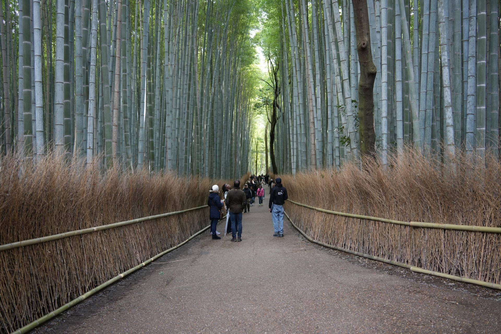 Kyoto: Nijo, Bamboo Grove, Golden Pavilion & Fushimi Inari Bus Tour - Thumbnail 10