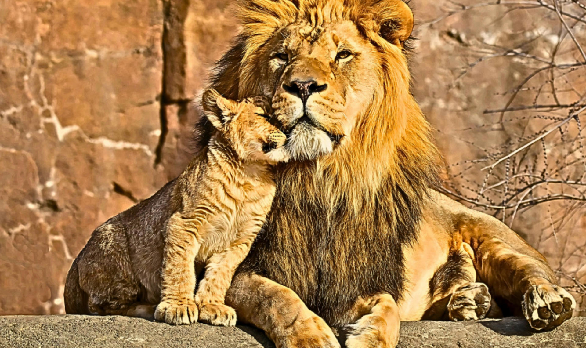 Lion Park Istanbul Zoo Ticket - Image 1