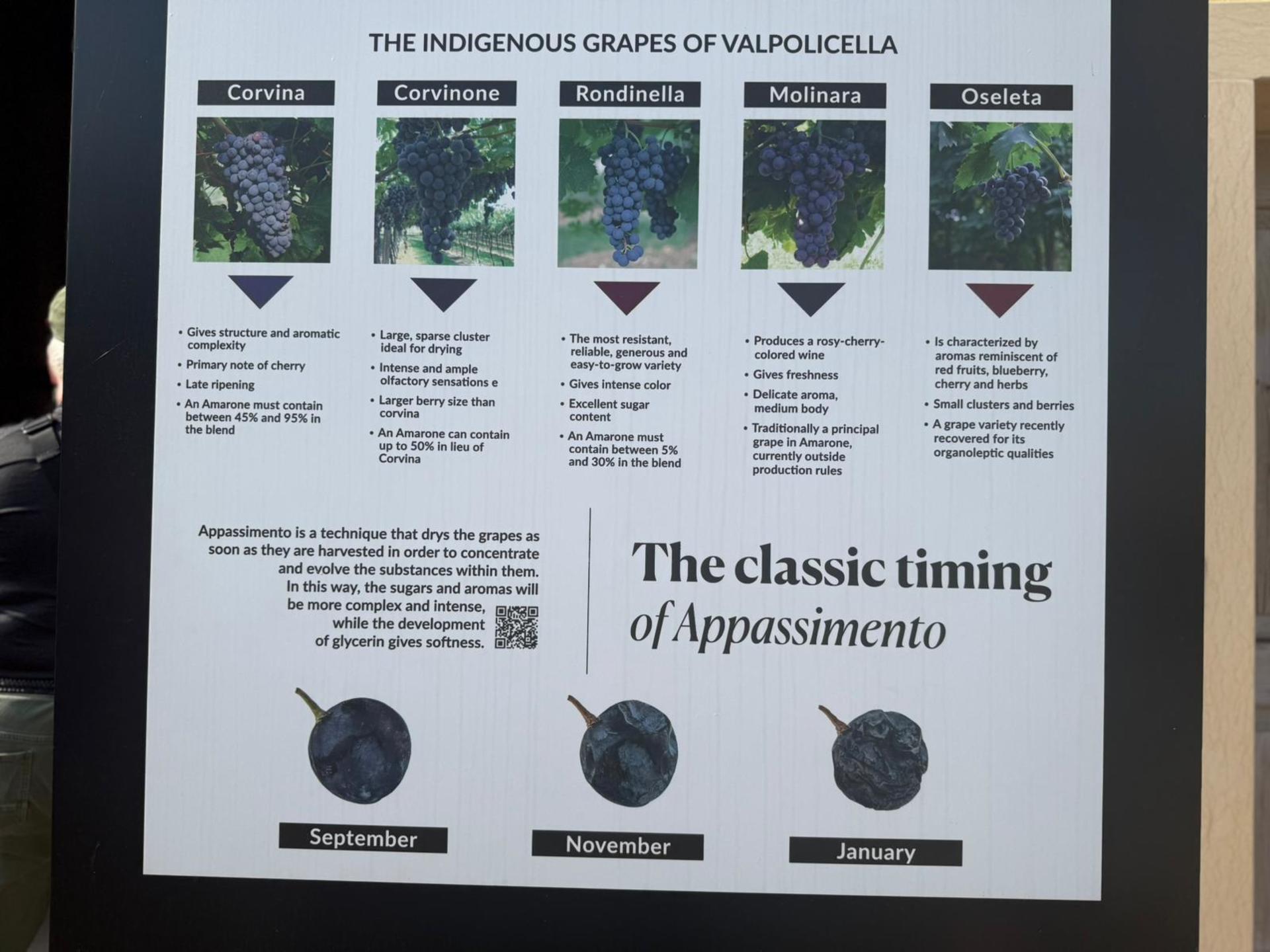 From Verona: Half-Day Valpolicella & Amarone Wine Experience - Thumbnail 13