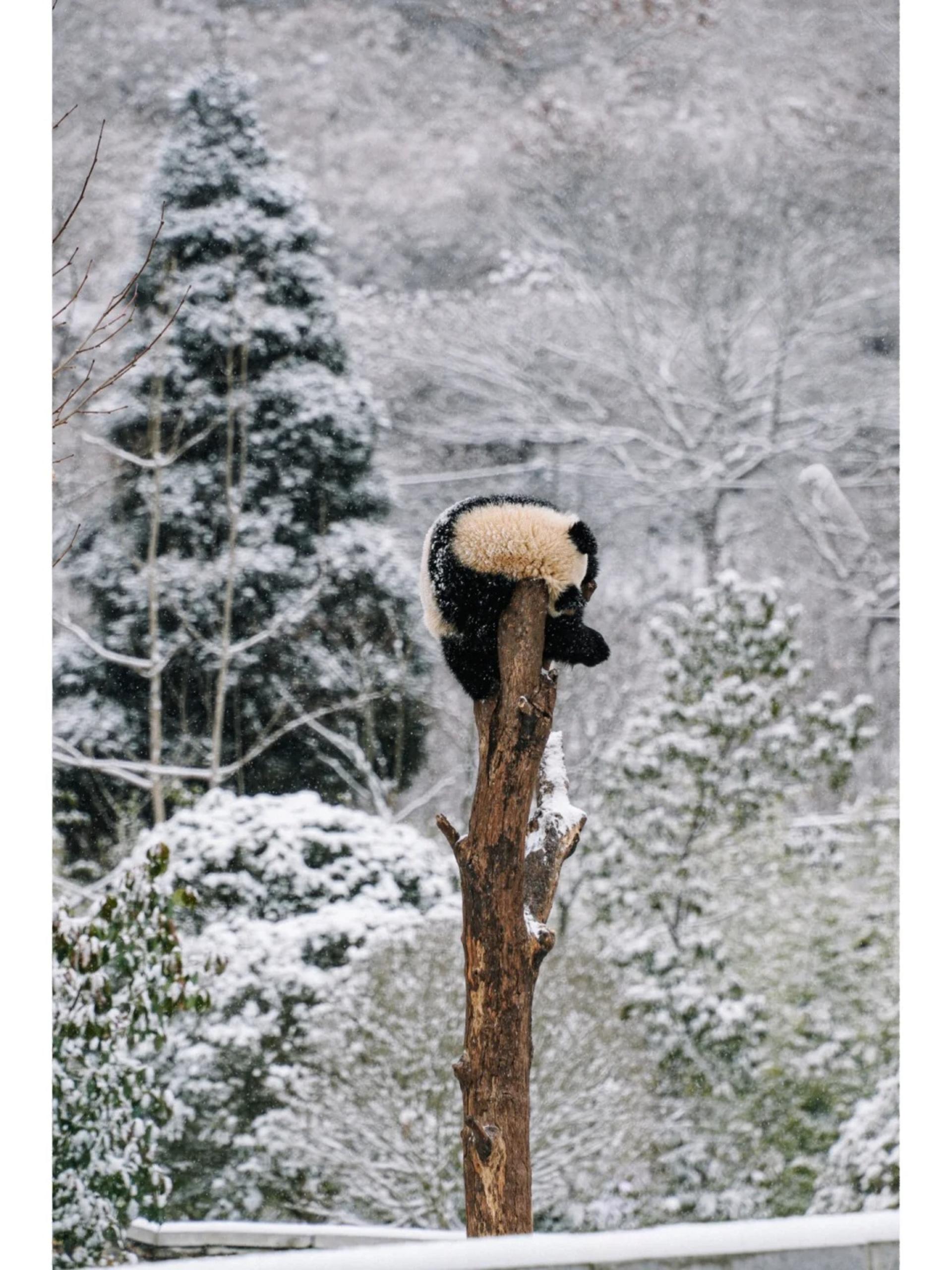 Private Car Tour: Sichuan Panda Base & Sanxingdui Museum Day Trip - Thumbnail 4