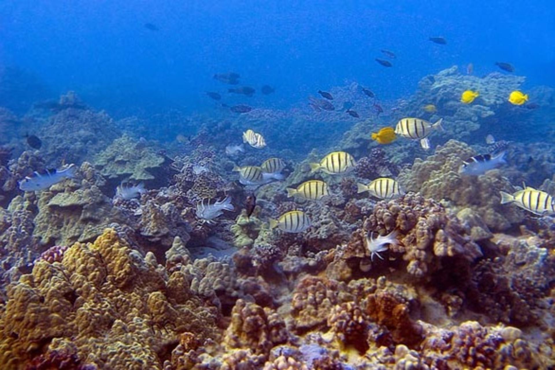 Molokini and Turtle Snorkeling in Maui - Thumbnail 4