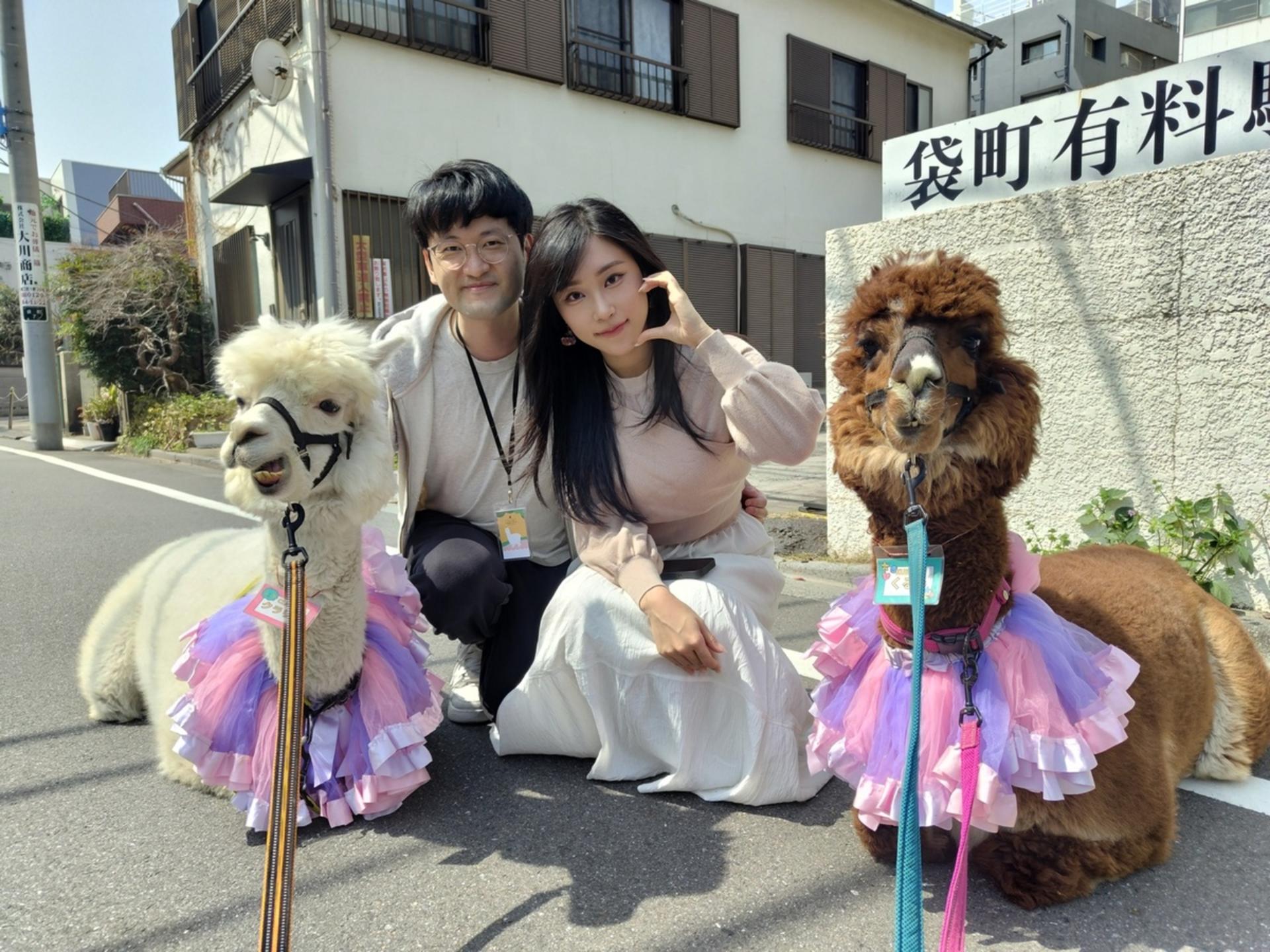 Alpaca Petting Experience in Tokyo【Alpaca Petting Park】 - Thumbnail 9