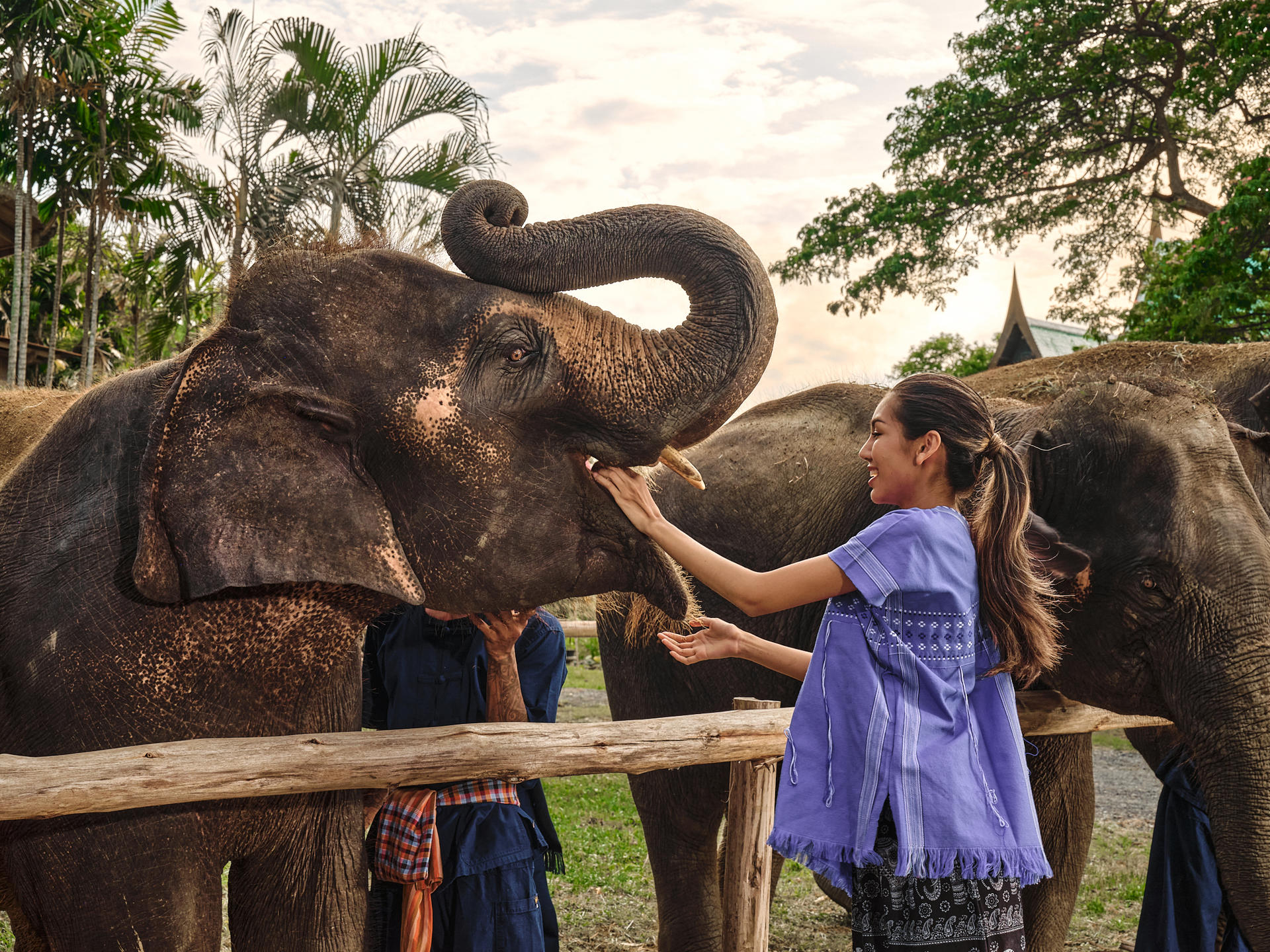Bangkok Elephant Park and Grand Palace Full Day Tour - Thumbnail 4