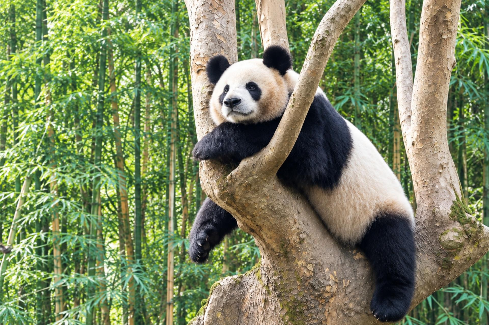 Chengdu Research Base of Giant Panda Breeding + Dujiangyan Day Tour | Small group of 2-7 people | Optional English-speaking guide + Learn authentic Sichuan cuisine + Taste local snacks - Image 1