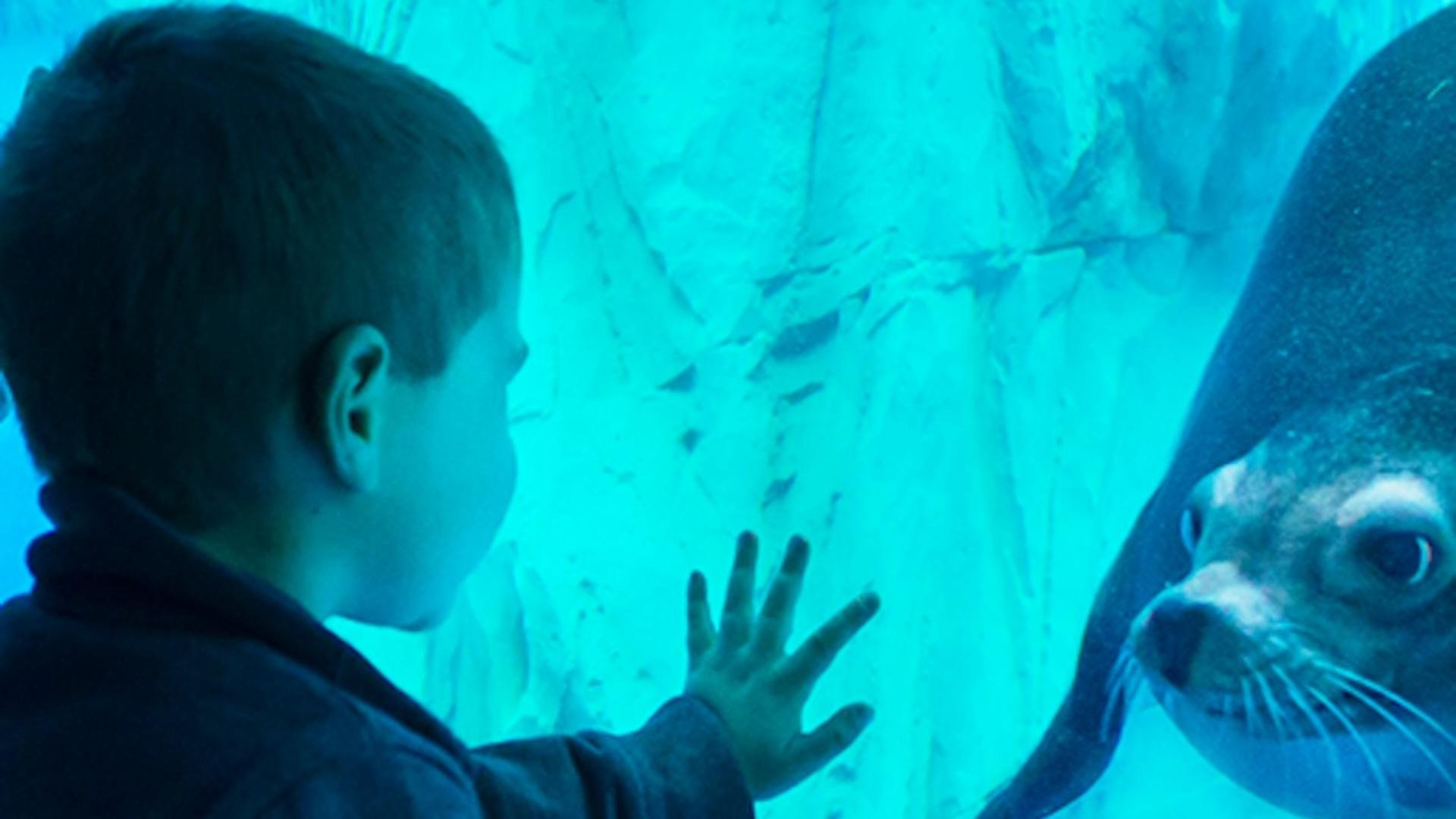 Gardaland SEA LIFE Aquarium ticket  - Thumbnail 5