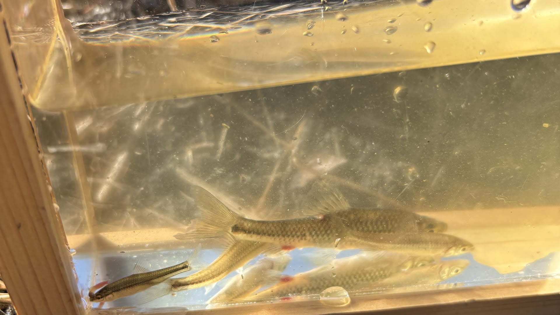 Lampas Outdoor Life: Traditional Japanese Fishing Experience - Thumbnail 21