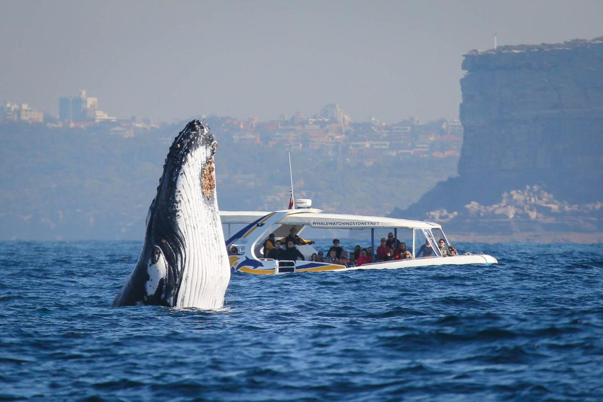 Sydney 2.5-Hour Adventure Whale Watching Cruise - Image 1