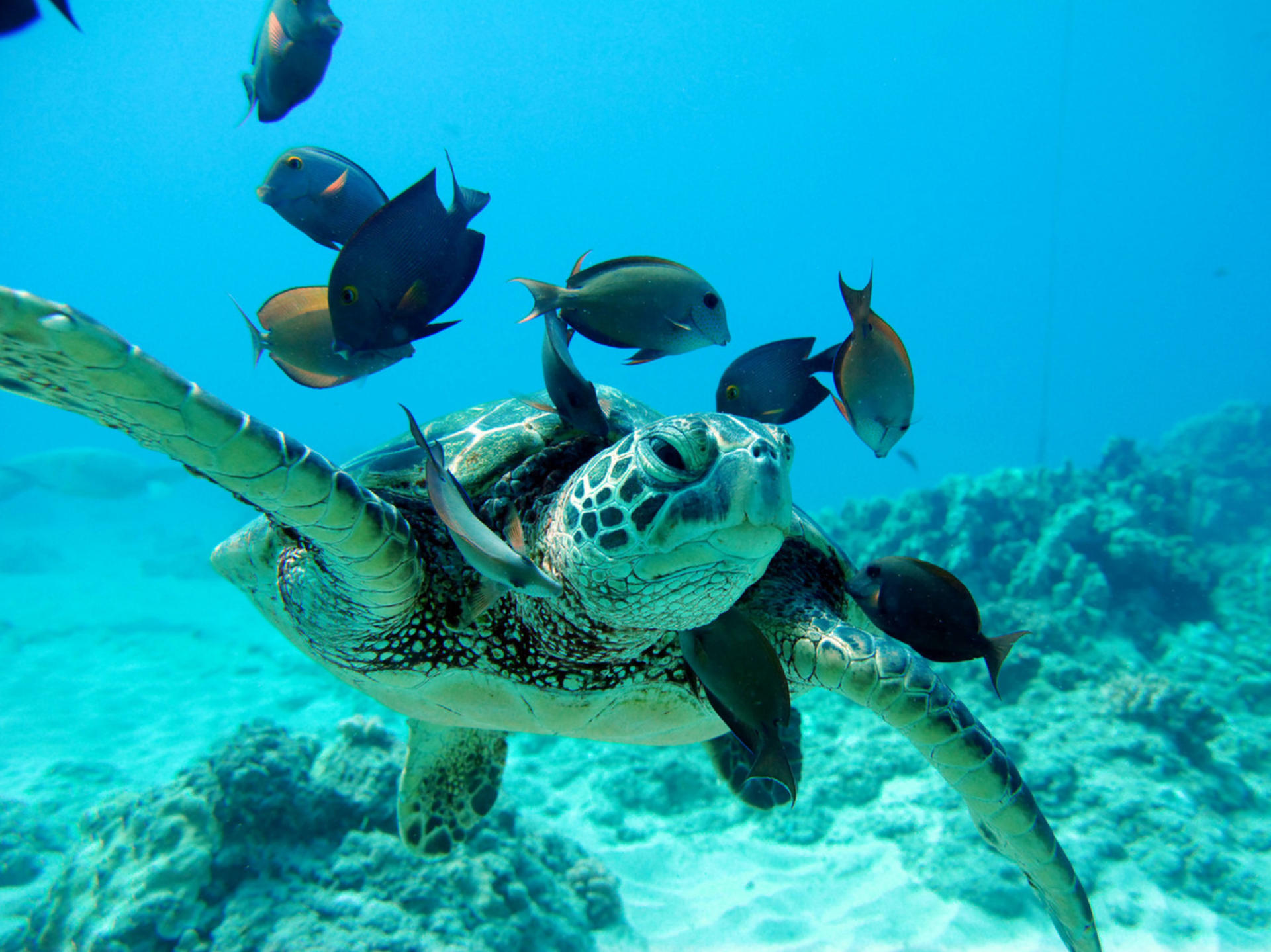 Luxury Sunset Snorkel Cruise with Dolphin Watch in Ko Olina - Thumbnail 30