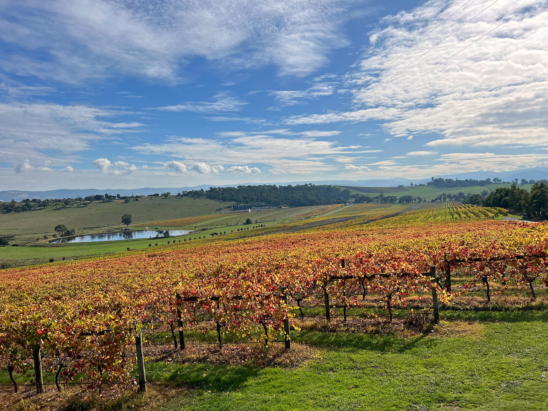 Relaxed Half Day Yarra Valley Wine Tour from Melbourne - Thumbnail 19