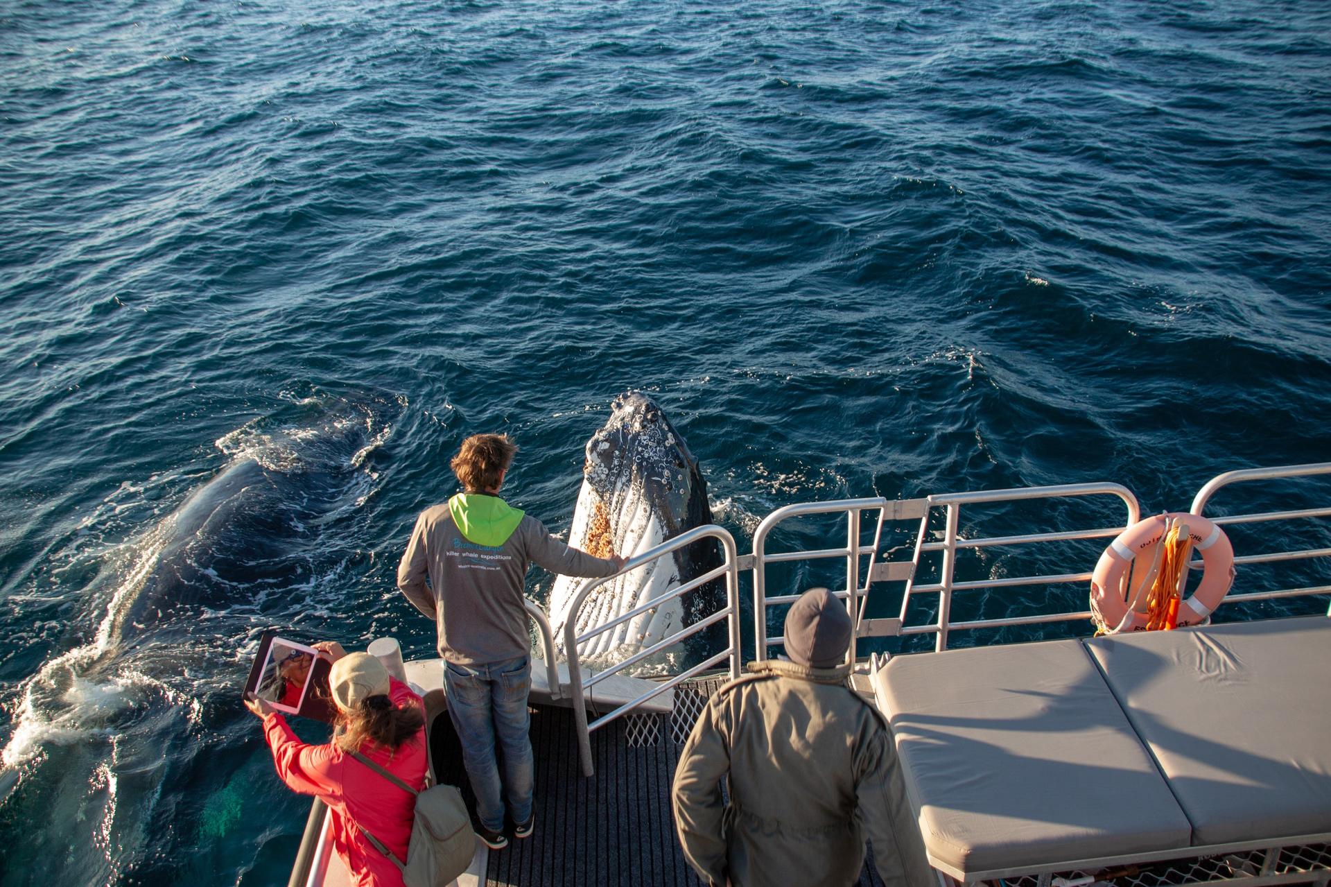 Whale Watching Tours from Perth & Margaret River - Thumbnail 15