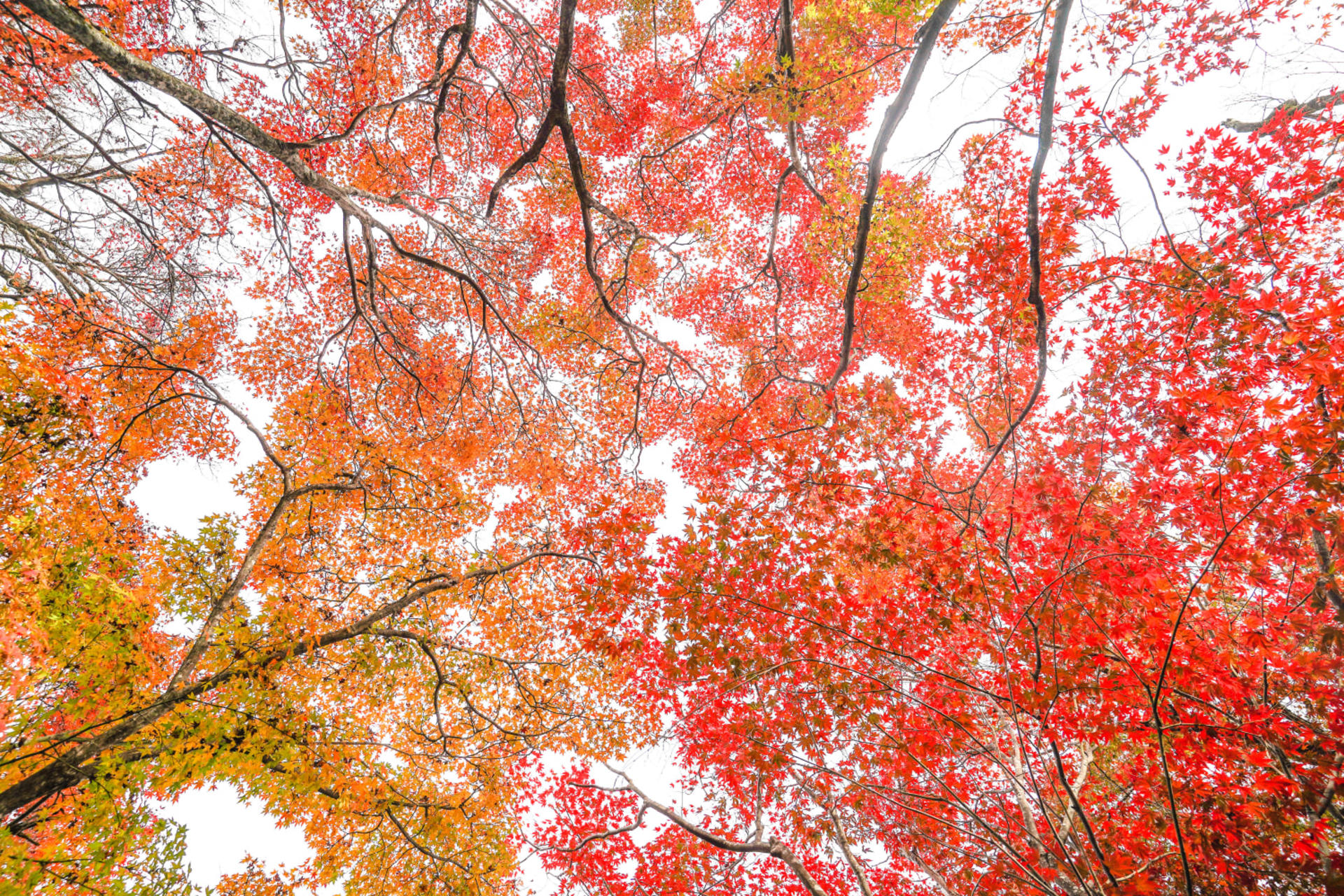 Kyoto Arashiyama Bamboo Forest & Garden Half Day Guided Walking Tour - Thumbnail 6