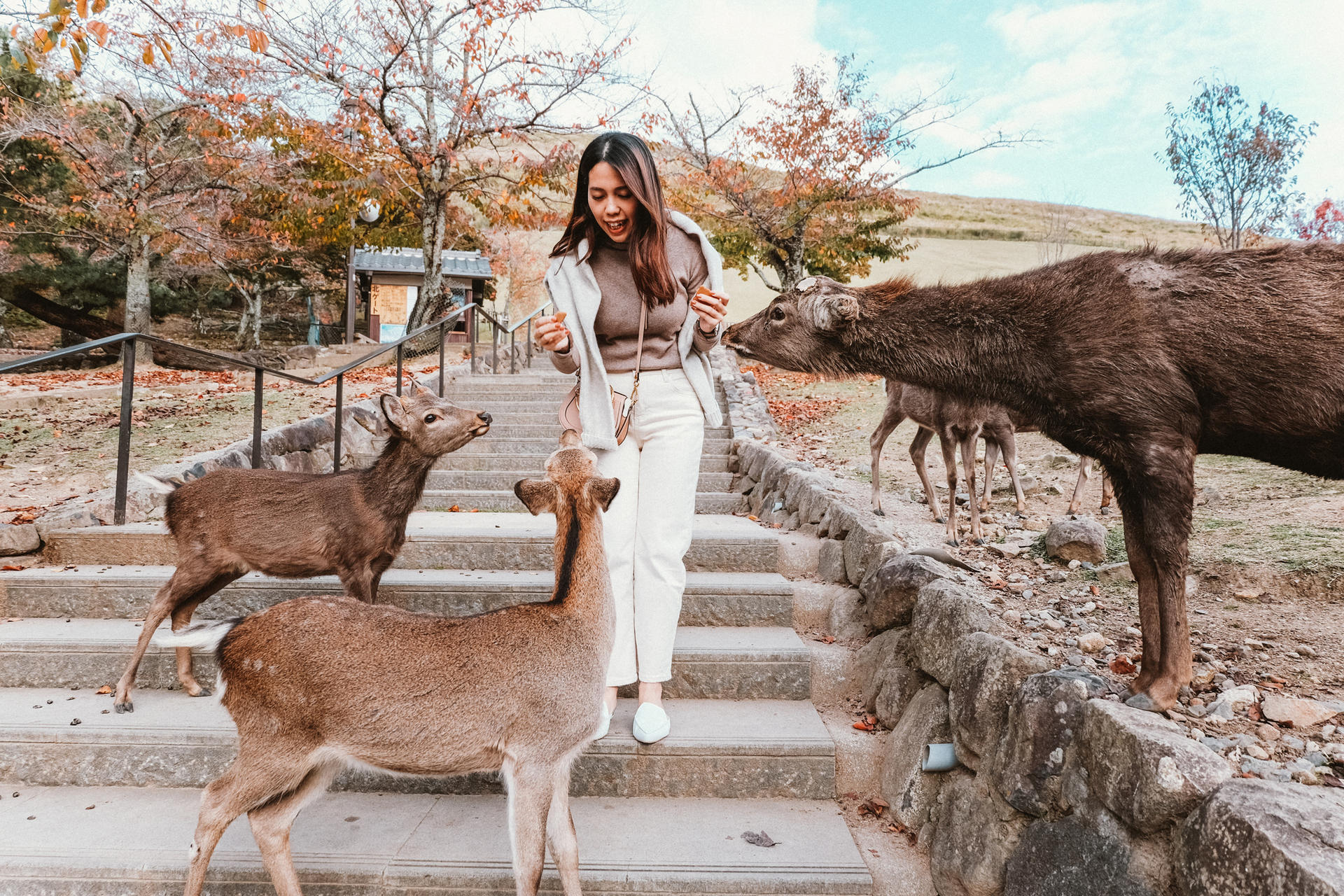 Discover Himeji, Kobe and Nara from Osaka - Image 1