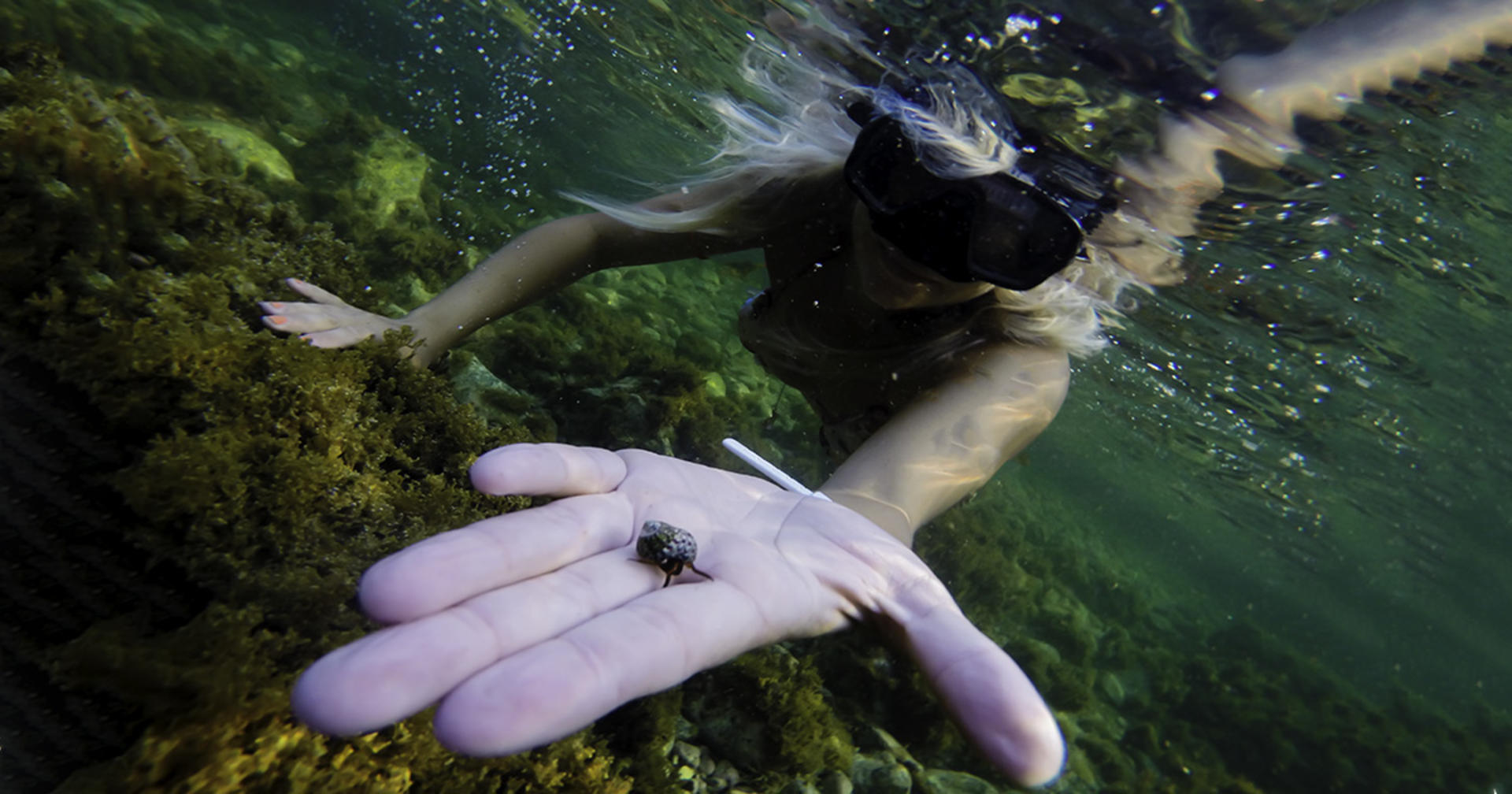 Ustica's Coastal Charm: Guided Snorkeling Tour with PADI 5* Center - Thumbnail 5