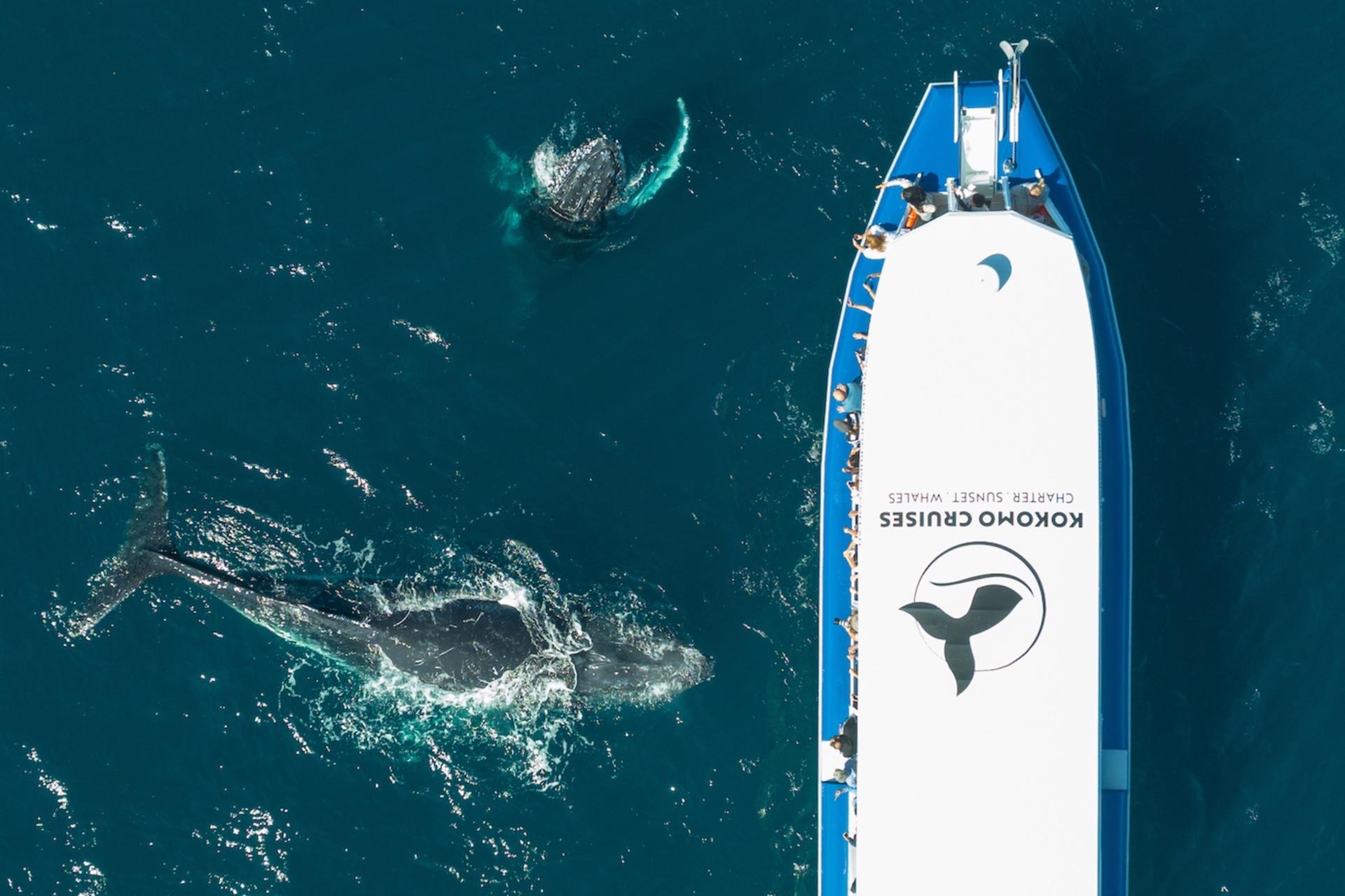 Whale Watching Experience Gold Coast - Thumbnail 6
