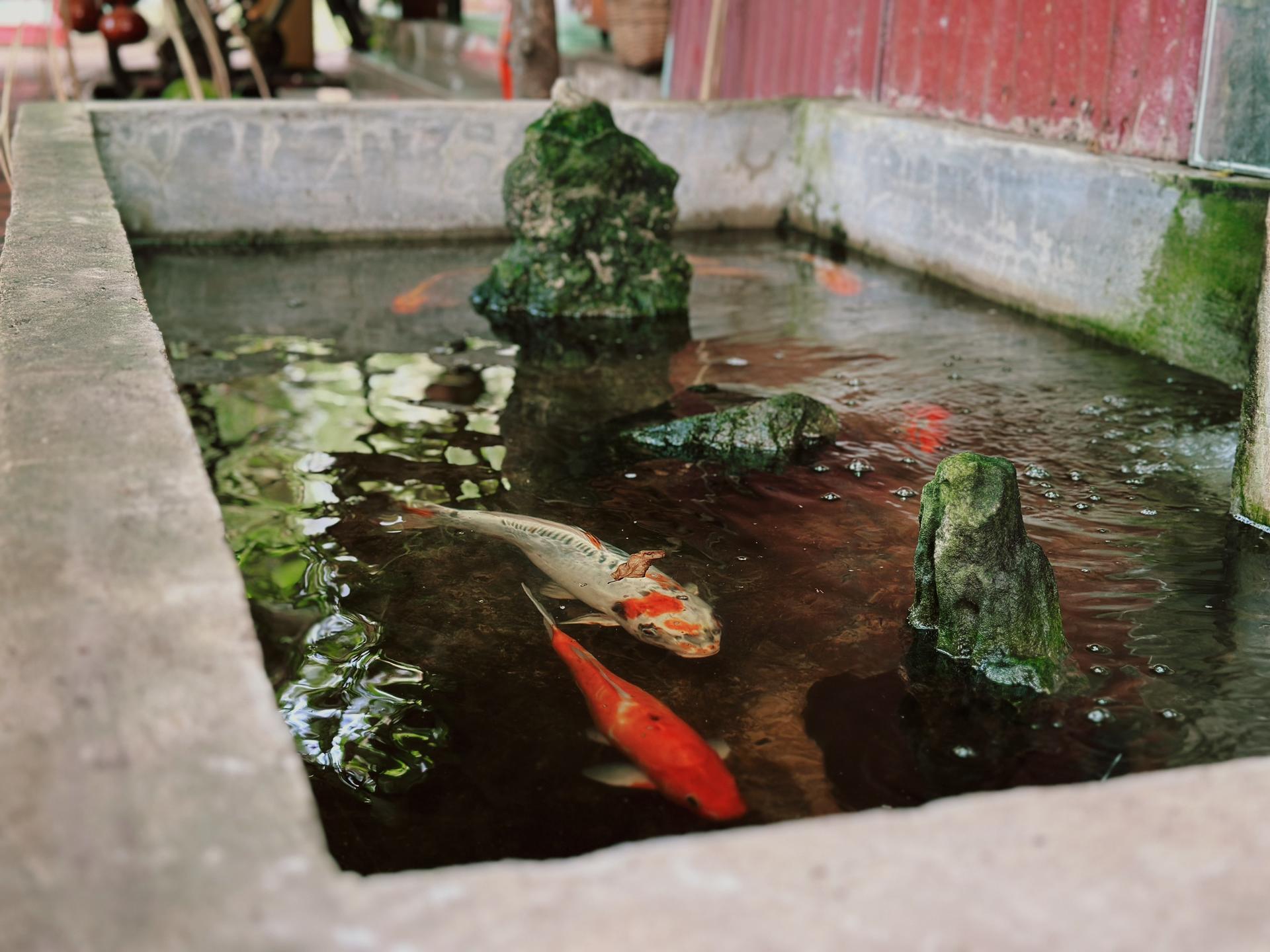 Private Farm Tour & Cooking Class in Ho Chi Minh City - Thumbnail 11