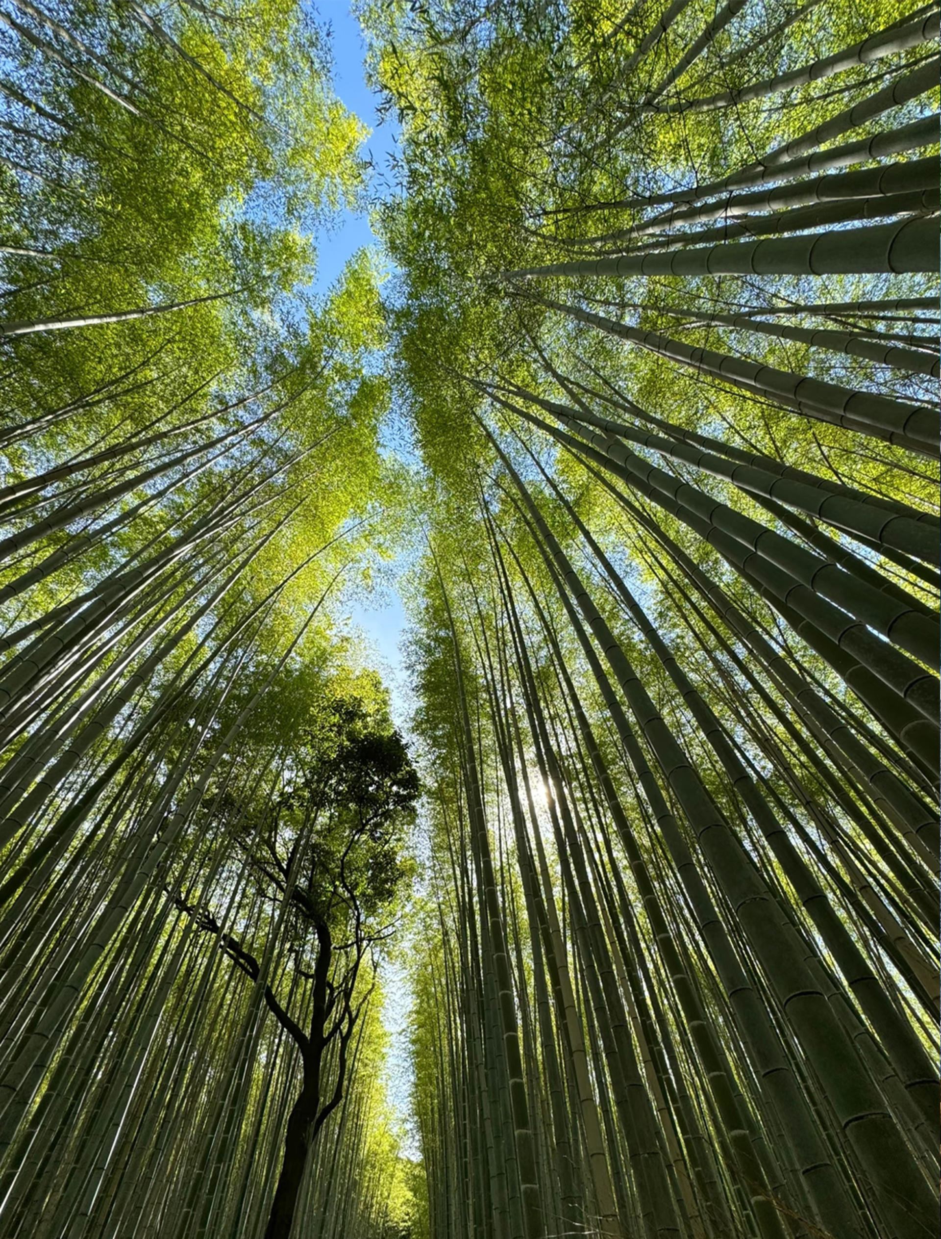 9-person Small Group Tour | Nara Park・Fushimi Inari-taisha・Arashiyama Moonlit Road One-Day Tour | Osaka Departure with Optional Hotel Pick-up and Drop-off - Thumbnail 11