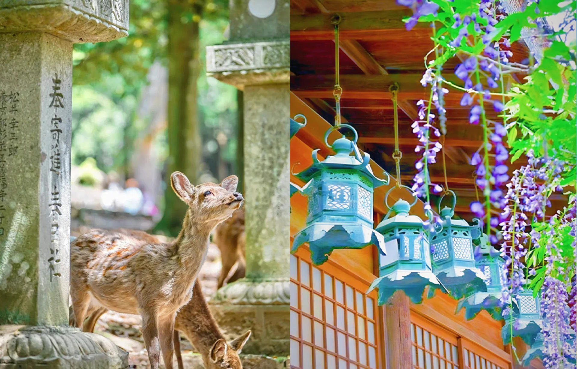 Kyoto Nara Day Trip │ Kiyomizu-dera Temple + Fushimi Inari-taisha Shrine + Nara Park (Departing from Osaka/Kyoto) - Thumbnail 20