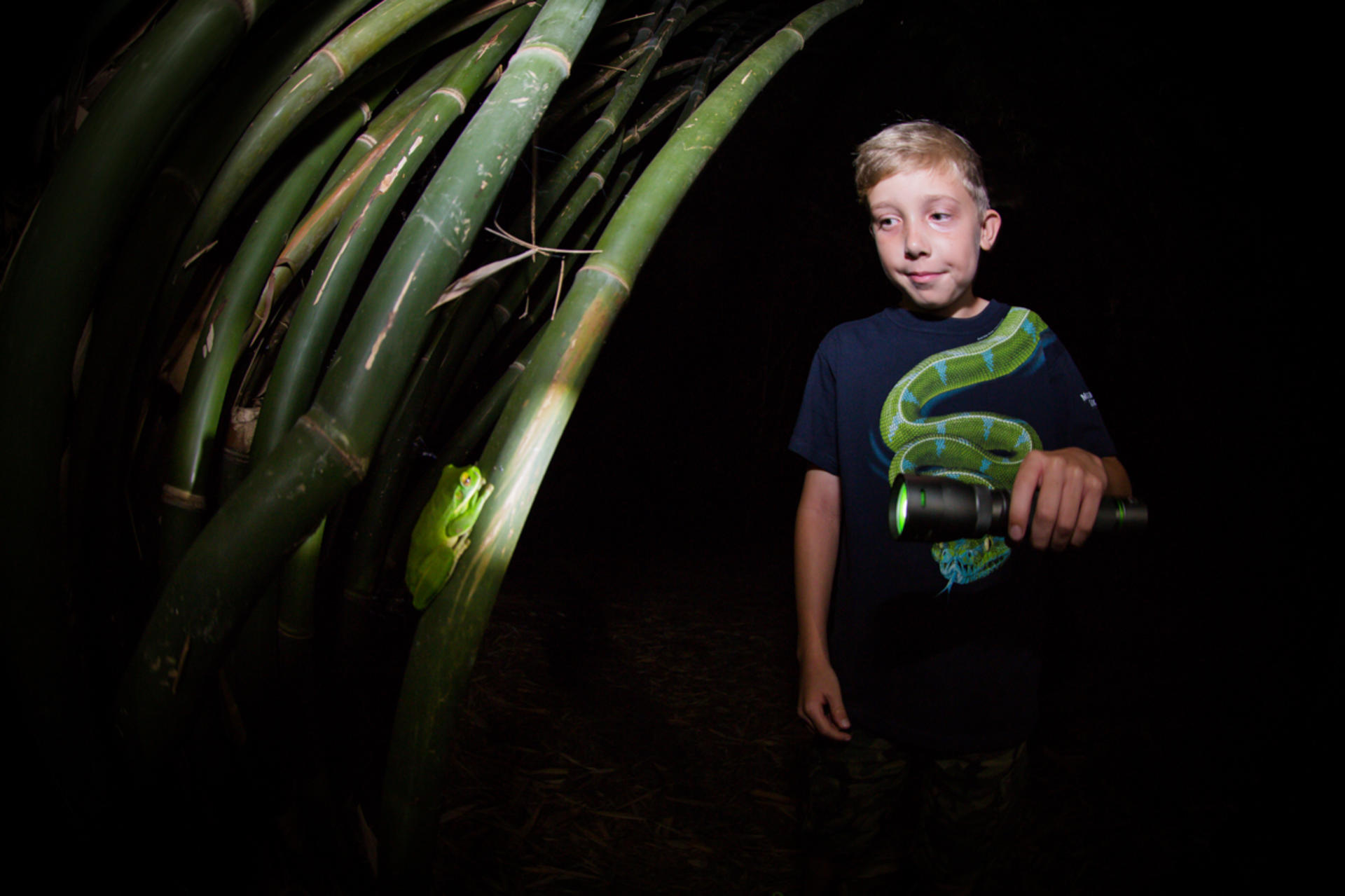 Night Walk Photography Tour at the Cairns Botanic Gardens  - Thumbnail 6