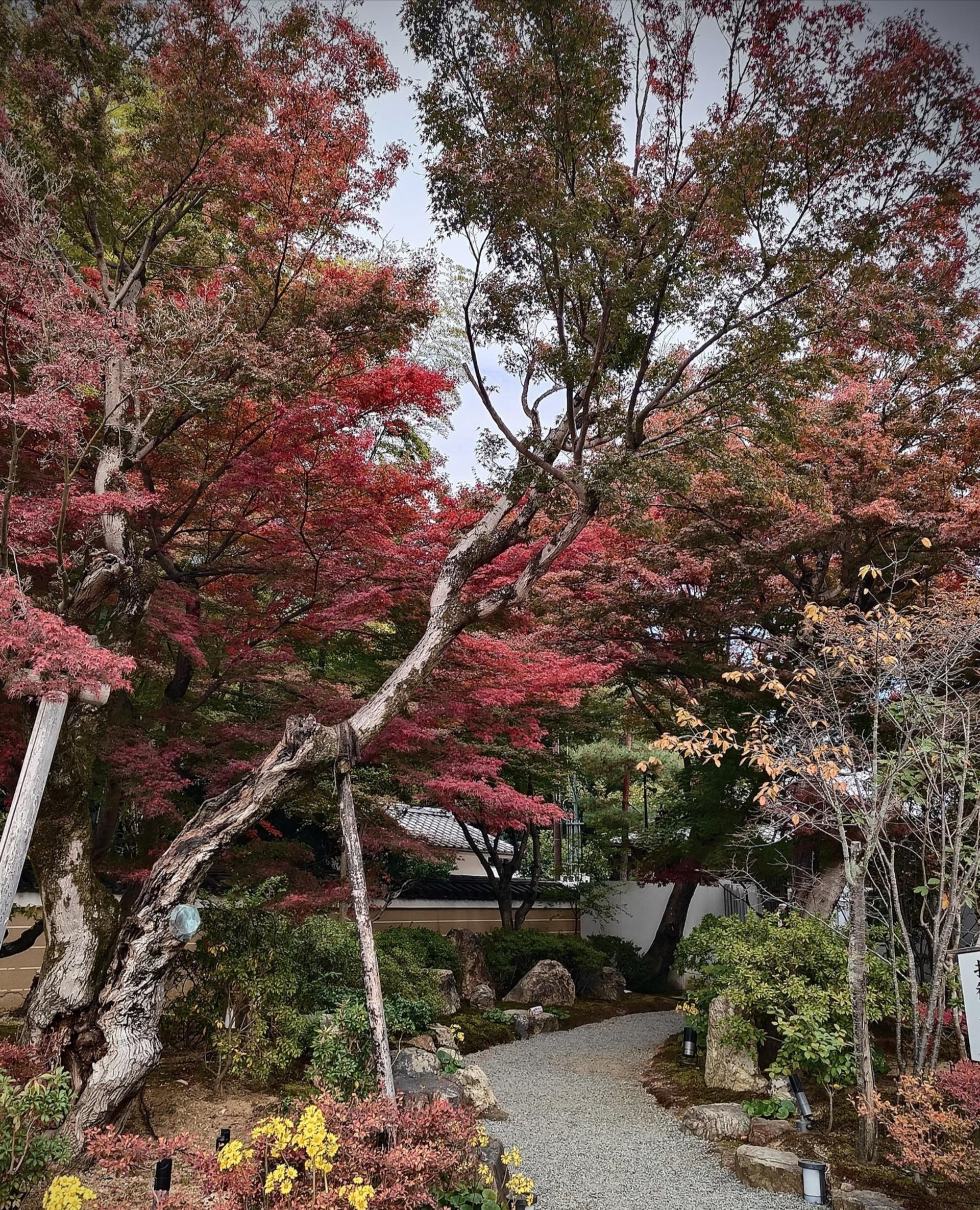 Kyoto one-day private tour (1~4 people) - Thumbnail 33