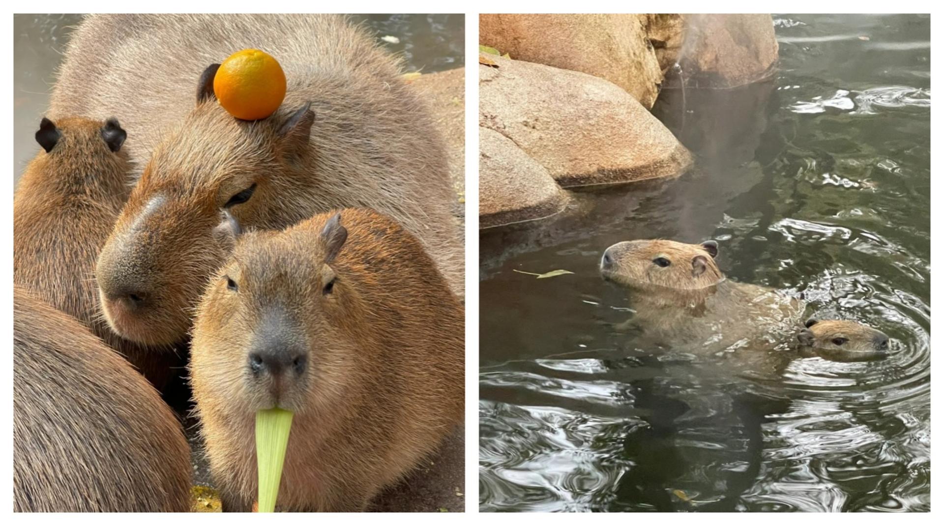 Shanghai Wild Animal Park Full-Day Animal Encounter Tour - Thumbnail 5