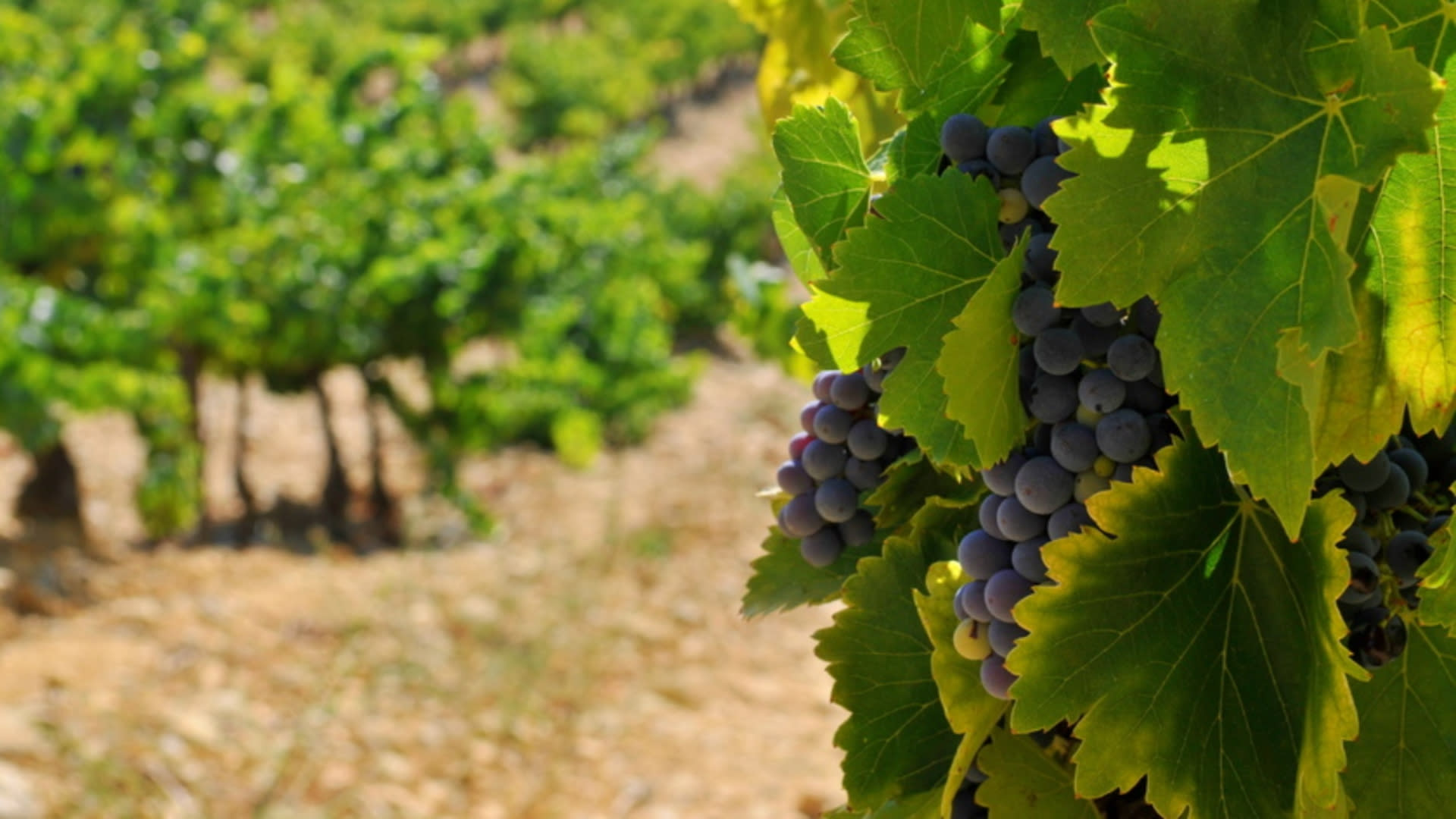 Côte de Provence Wine Tour from Aix-en-Provence - Thumbnail 3