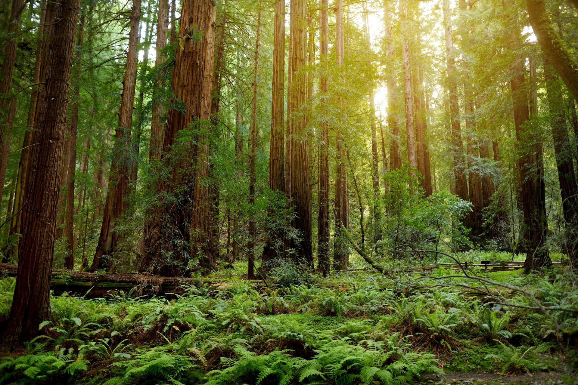 Muir Woods and Sausalito Half Day Tour - Image 1