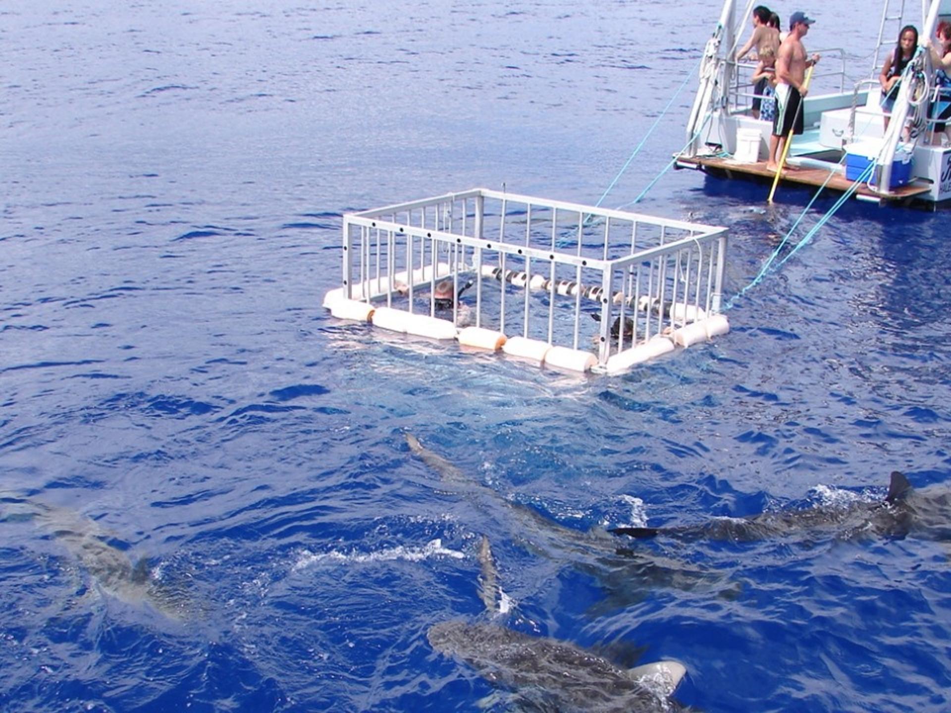 North Shore Shark Cage Diving Adventure in Oahu - Thumbnail 5